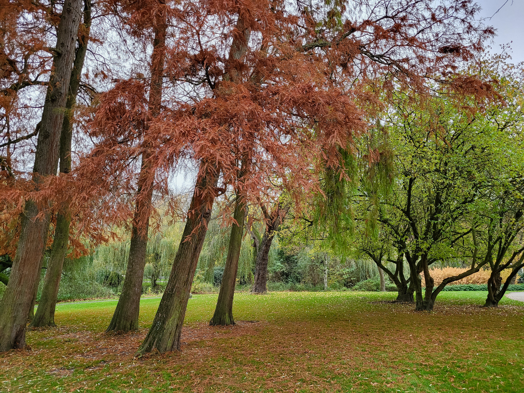 Anne Frankplatsoen green zone, November 2024