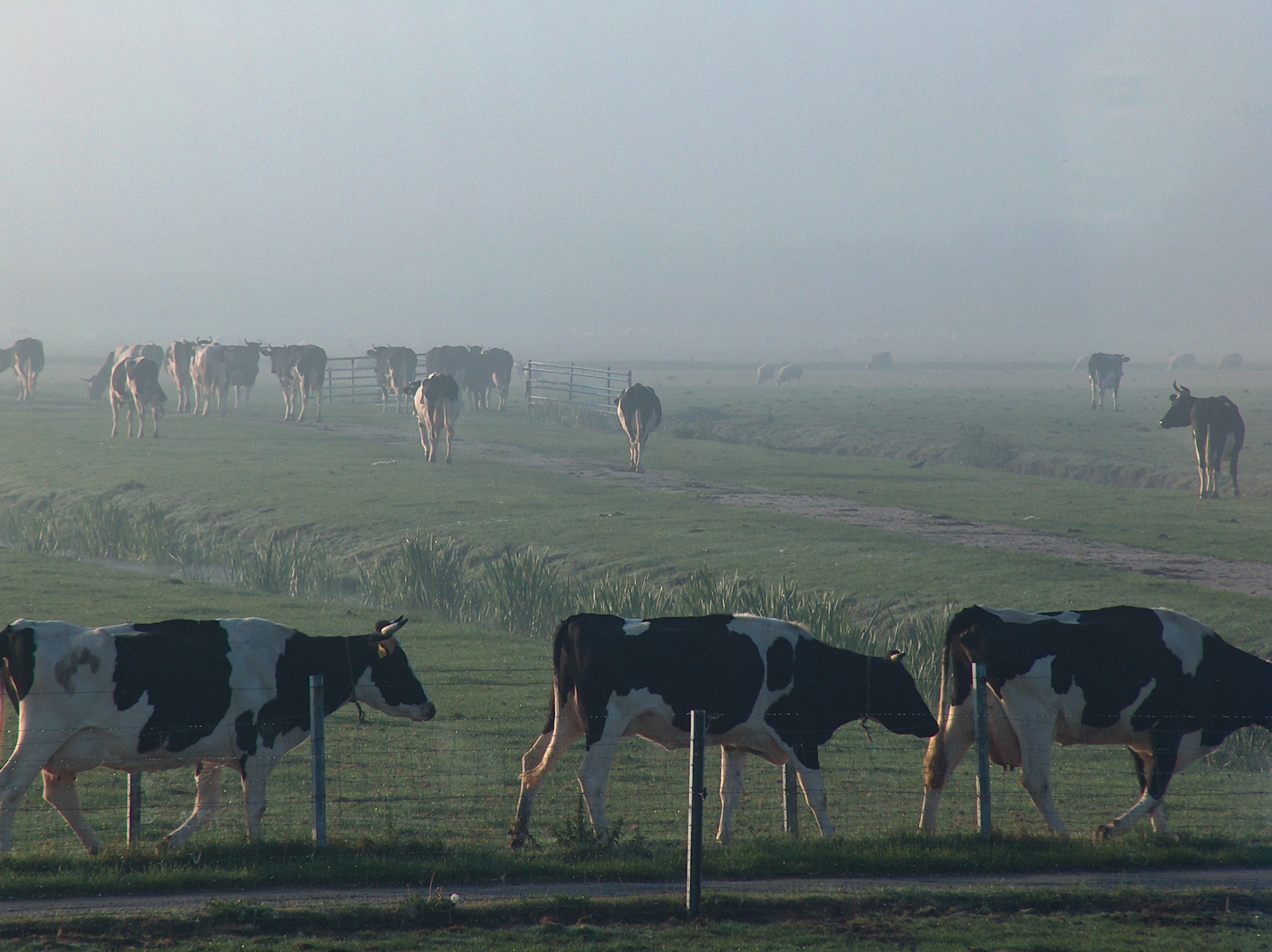 Cows in a foggy field, just outside Schipluiden, October 2003.