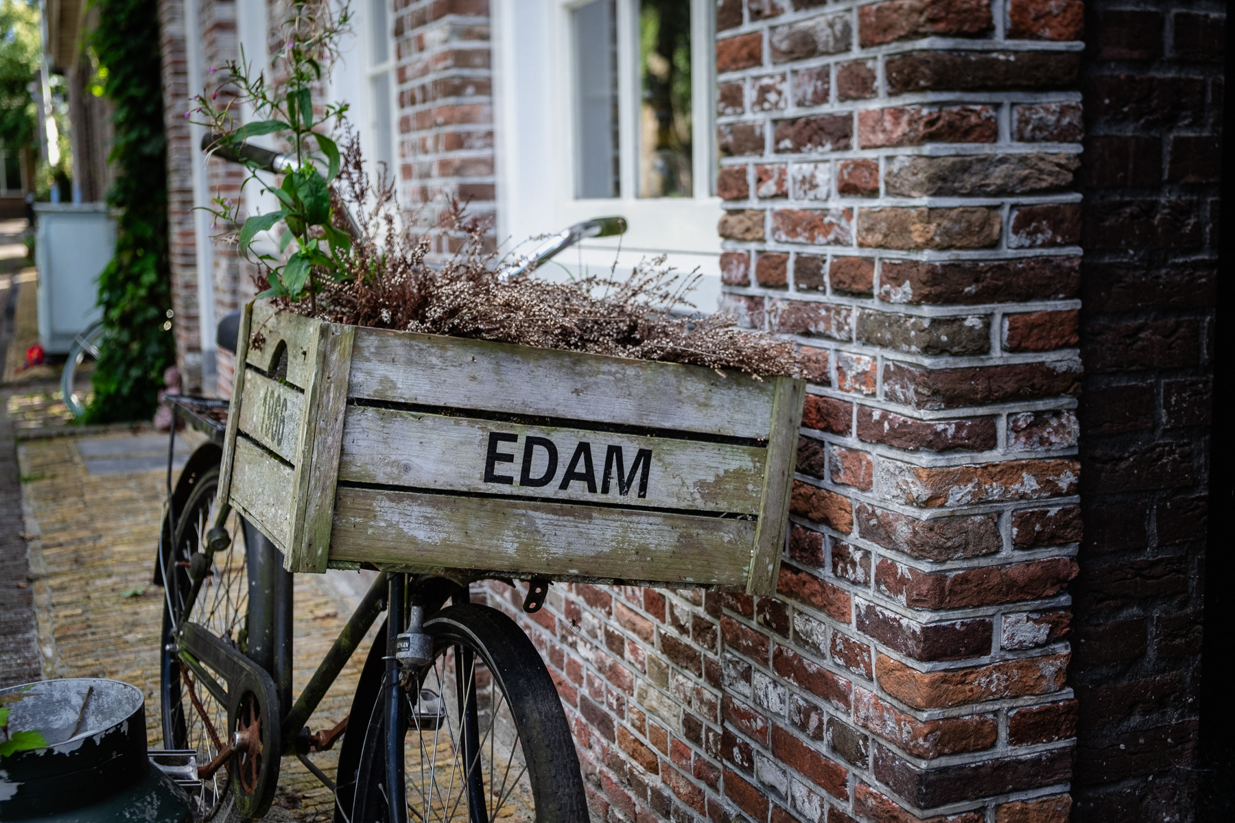 Bicycle in Edam with a 1966 wooden crate reading Edam, filled with plants, August 2023.