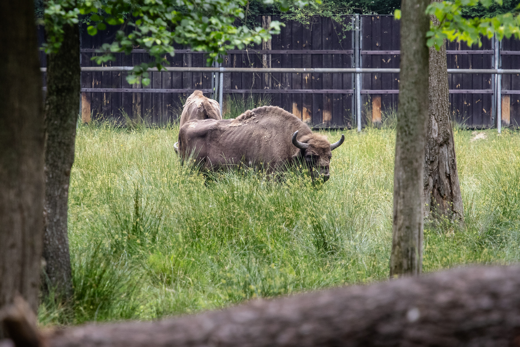 Taken with the "long lense": the European wisent (European bison) in the reserve.