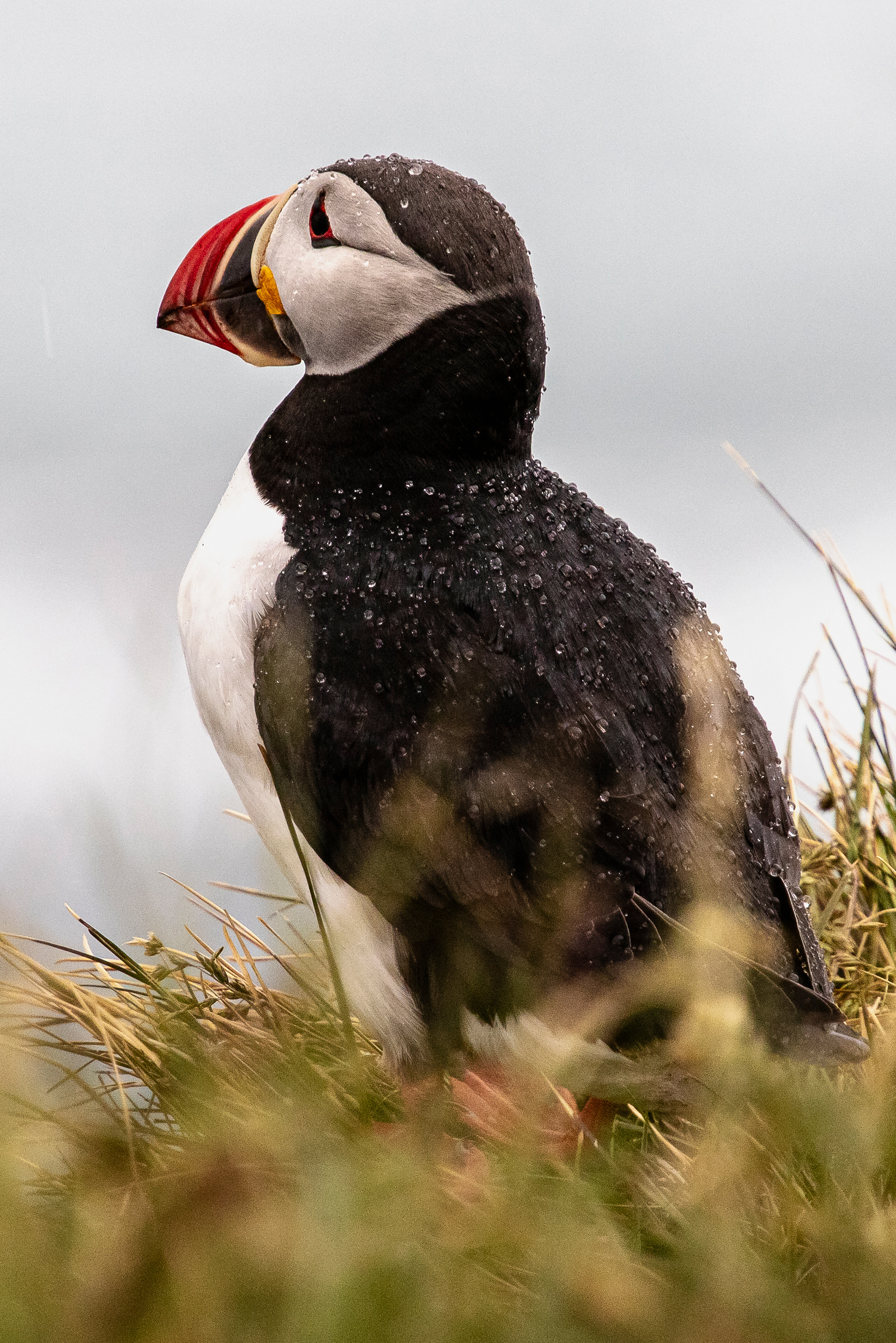 A puffin close-up, Látrabjarg, Iceland, July 2025.