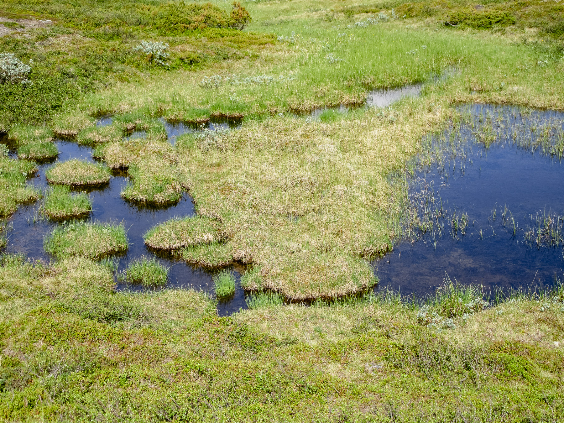 Mini islands provide cool contrast with the fresh water of the mini pond.