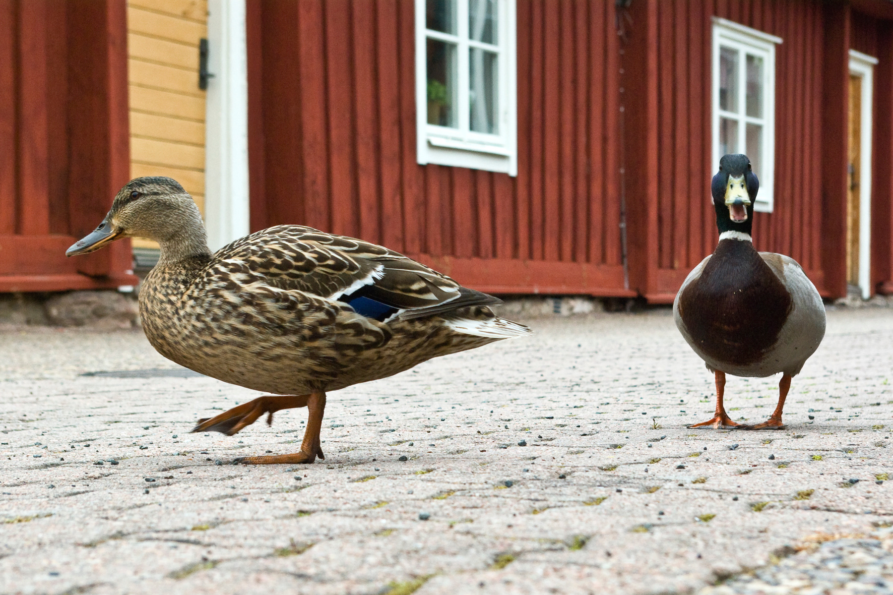 Ducks on the walk in the former worker village, May 2007.