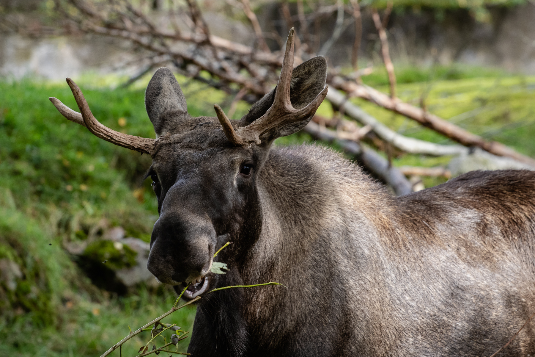 A moose in Skansen, September 2025.