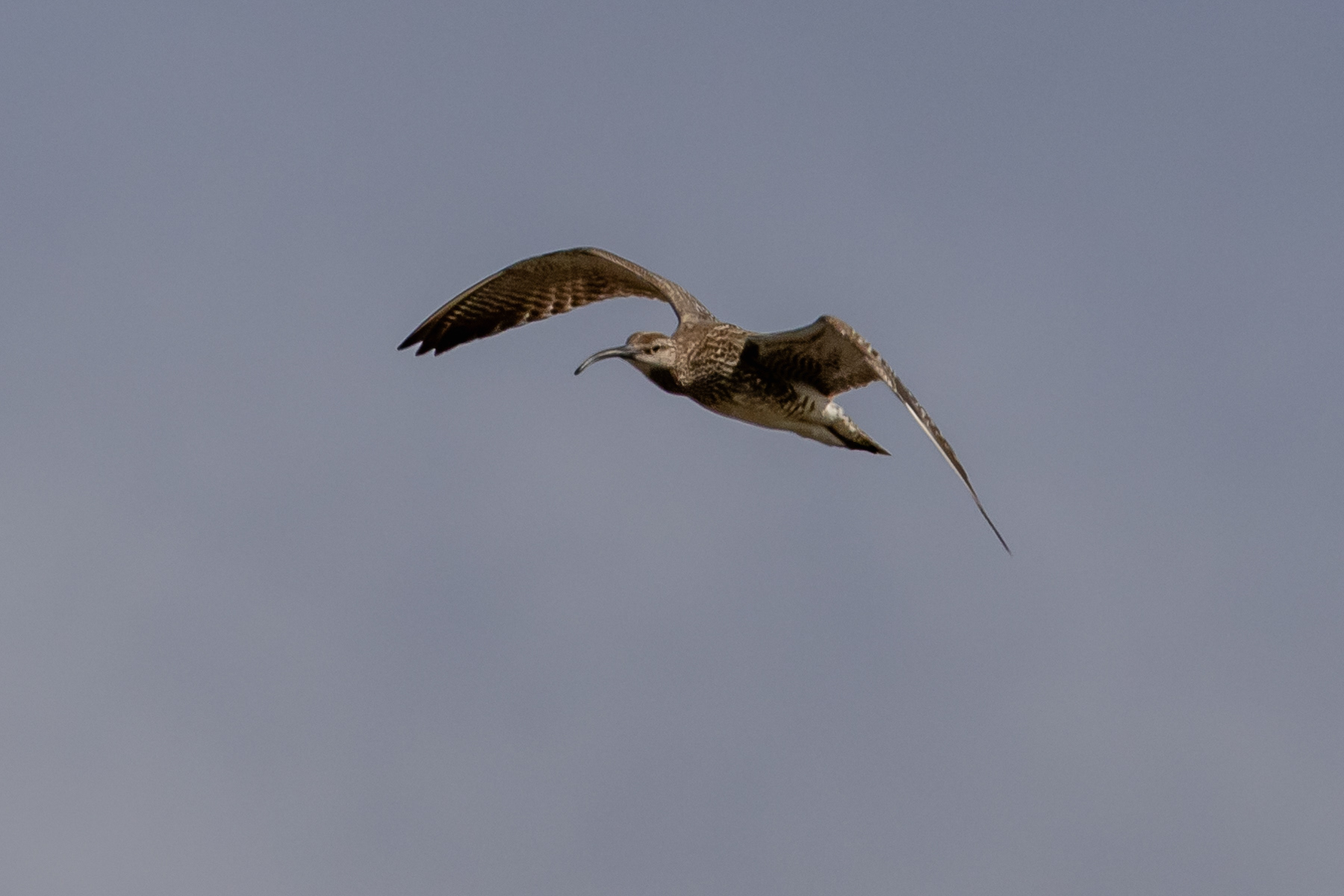 The common whimbrel (Numenius phaeopus). Snæfellsnes peninsula, Iceland, July 2025.