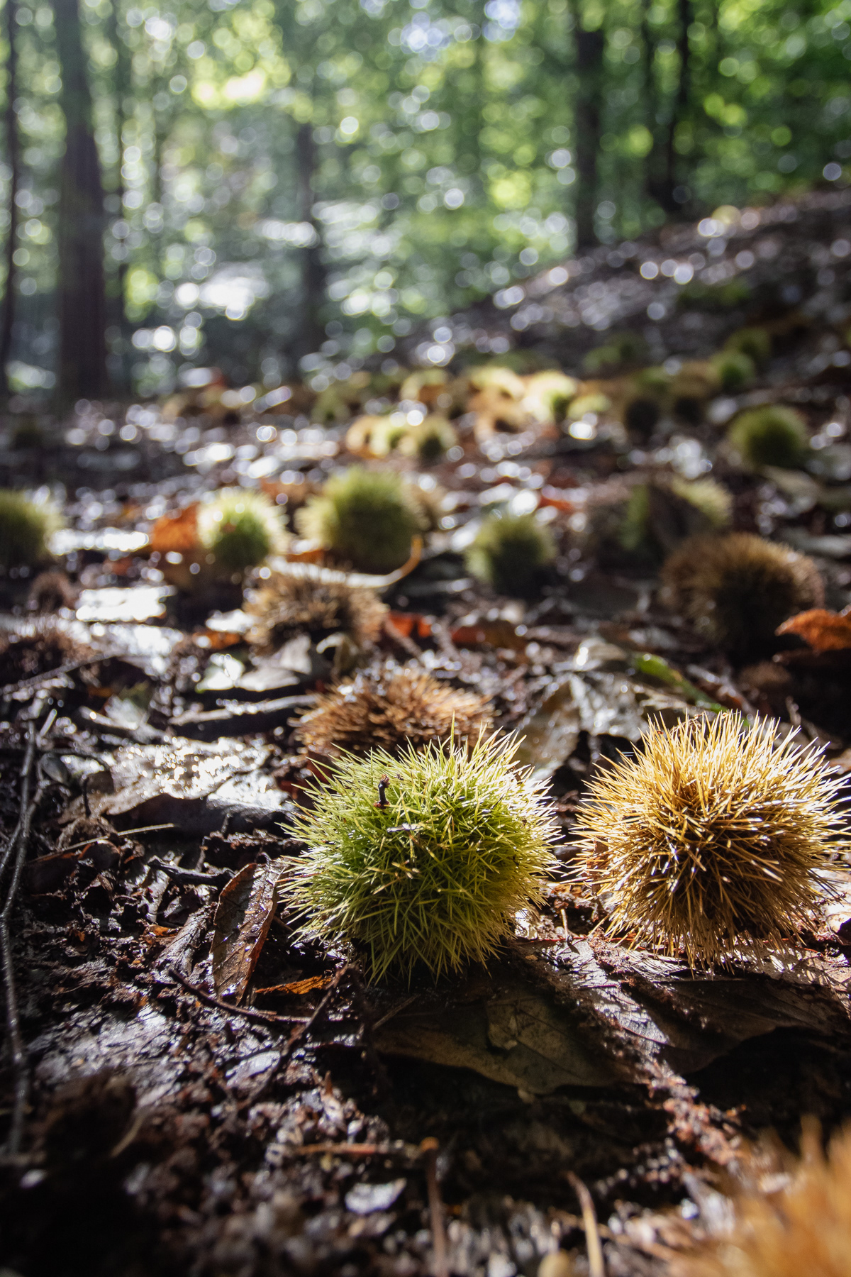 Tamme tukkels (tame tukkles), the Dutch name for the fruits of the sweet chestnut (Castanea sativa)