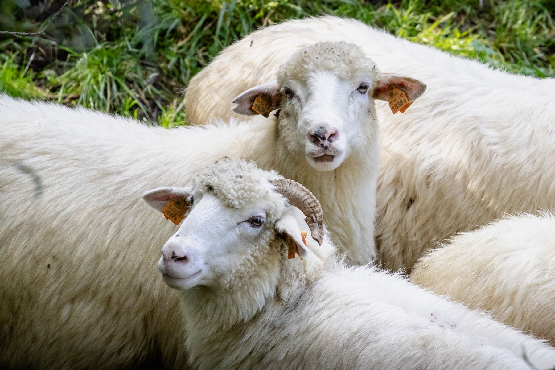 Portrait of two sheep, Jurgów, September 2025.