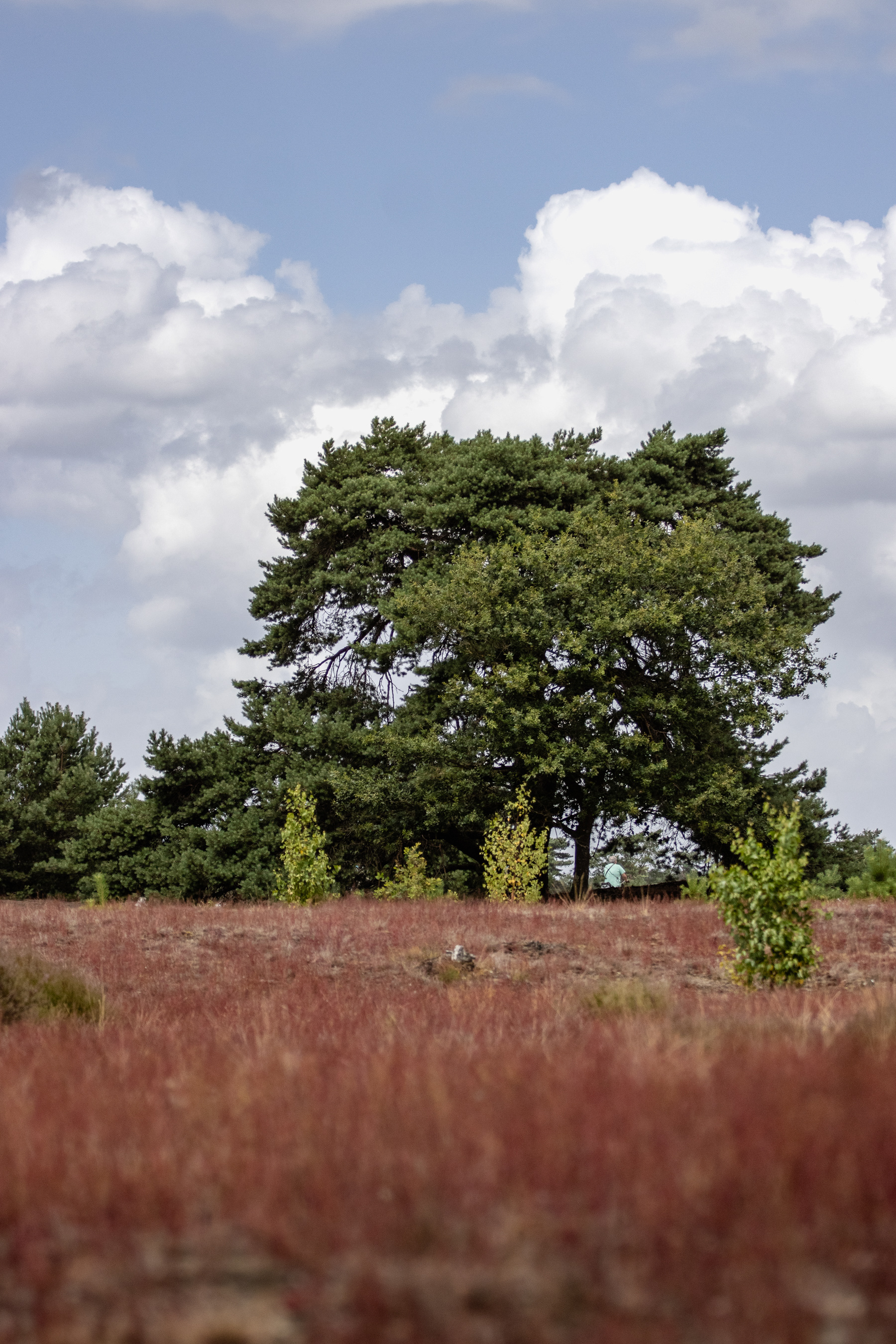 Somewhere in the northwestern part of De Hoge Veluwe, between the centre and the western exit in Otterlo, July 2026.