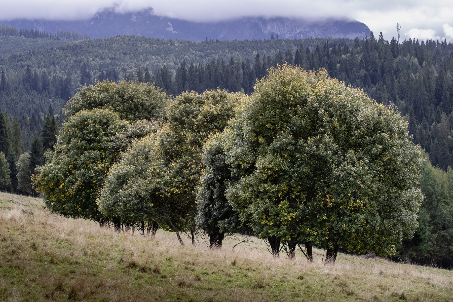 Within the company of trees.