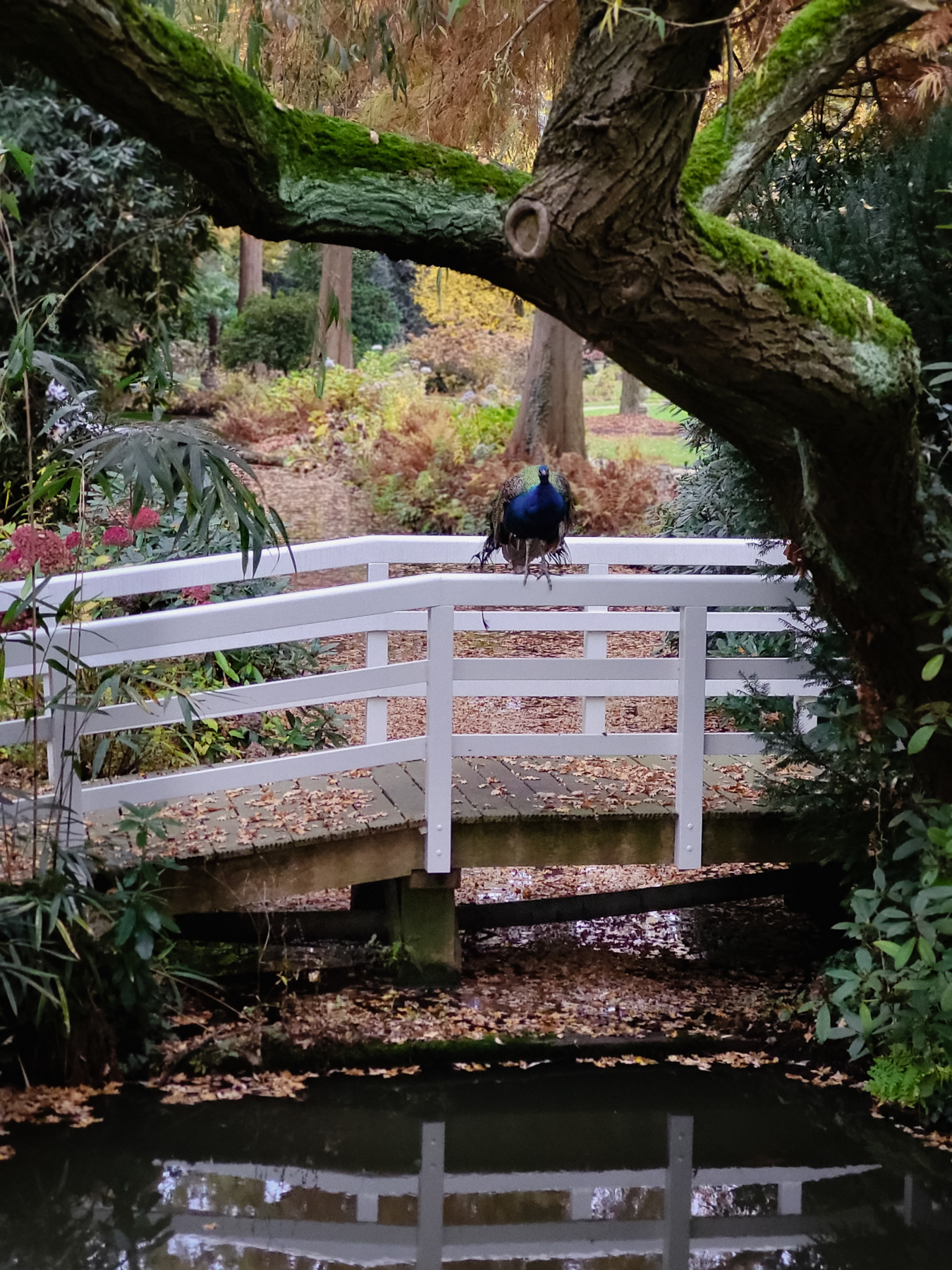 Peacock in the Mariënhage estate.