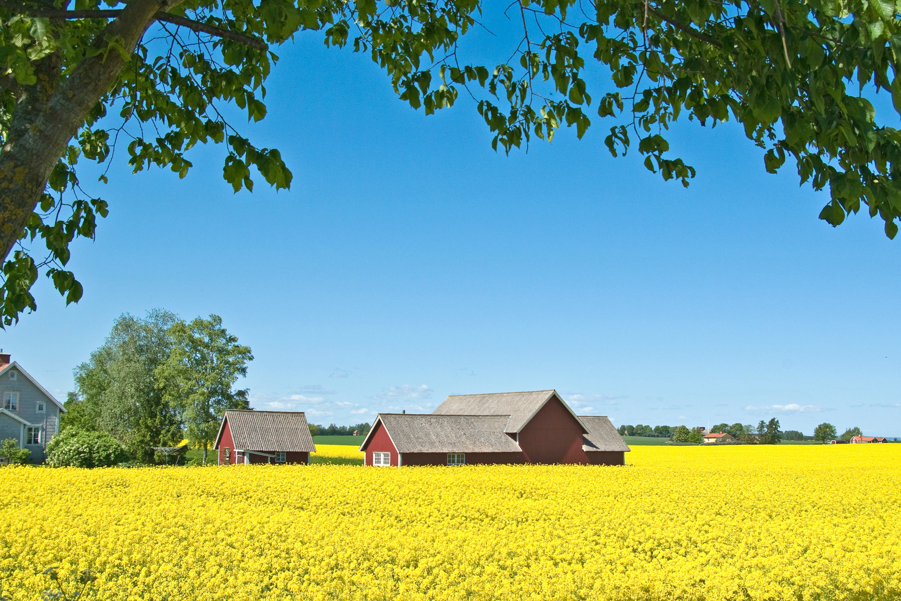 Rapeseed fields (brassica napus) near Skänninge, Östergötland, Sweden (Sverige), May 2007.
