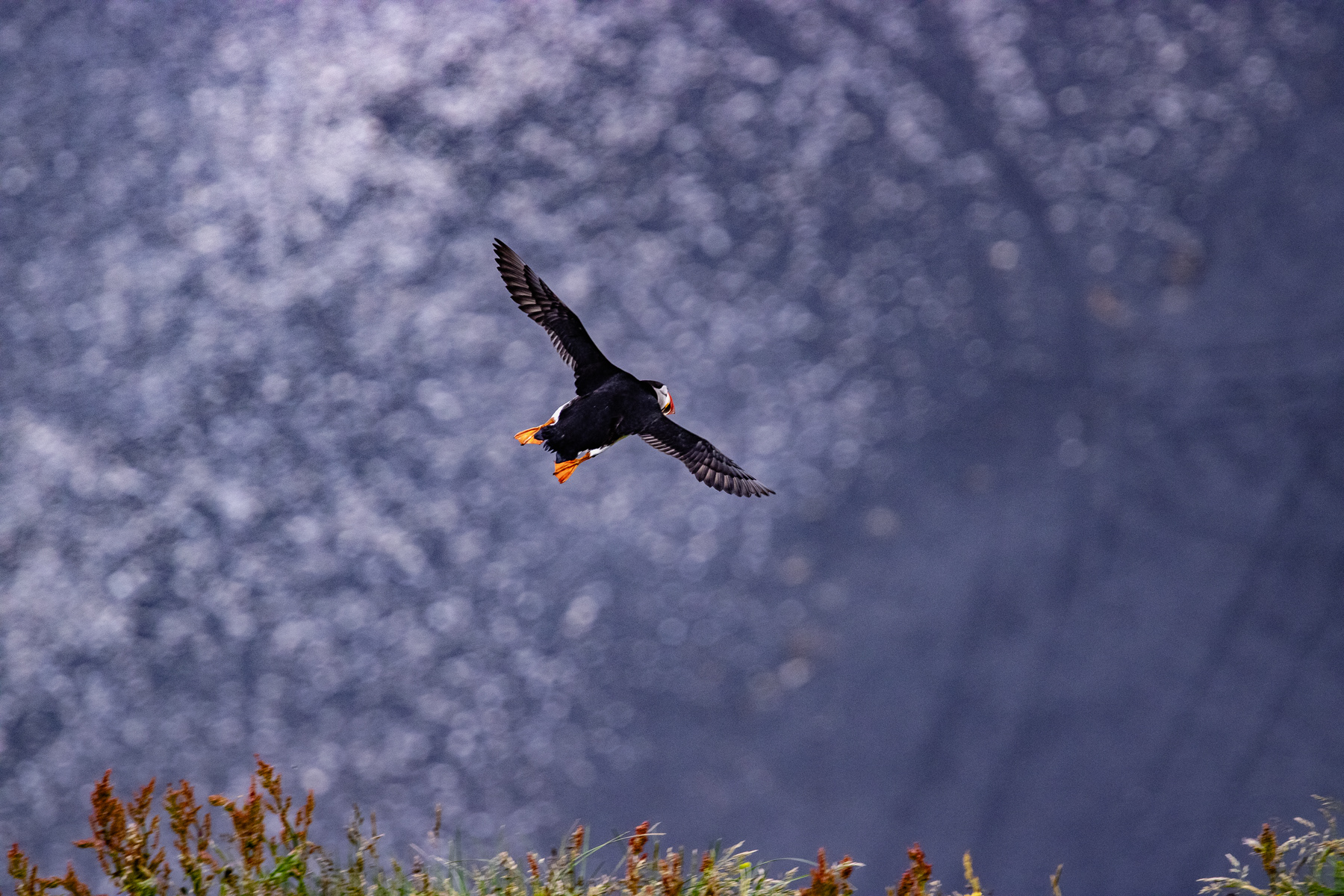 Free as a bird! A puffin diving towards the ocean from the Dyrhólaey cliffs.
