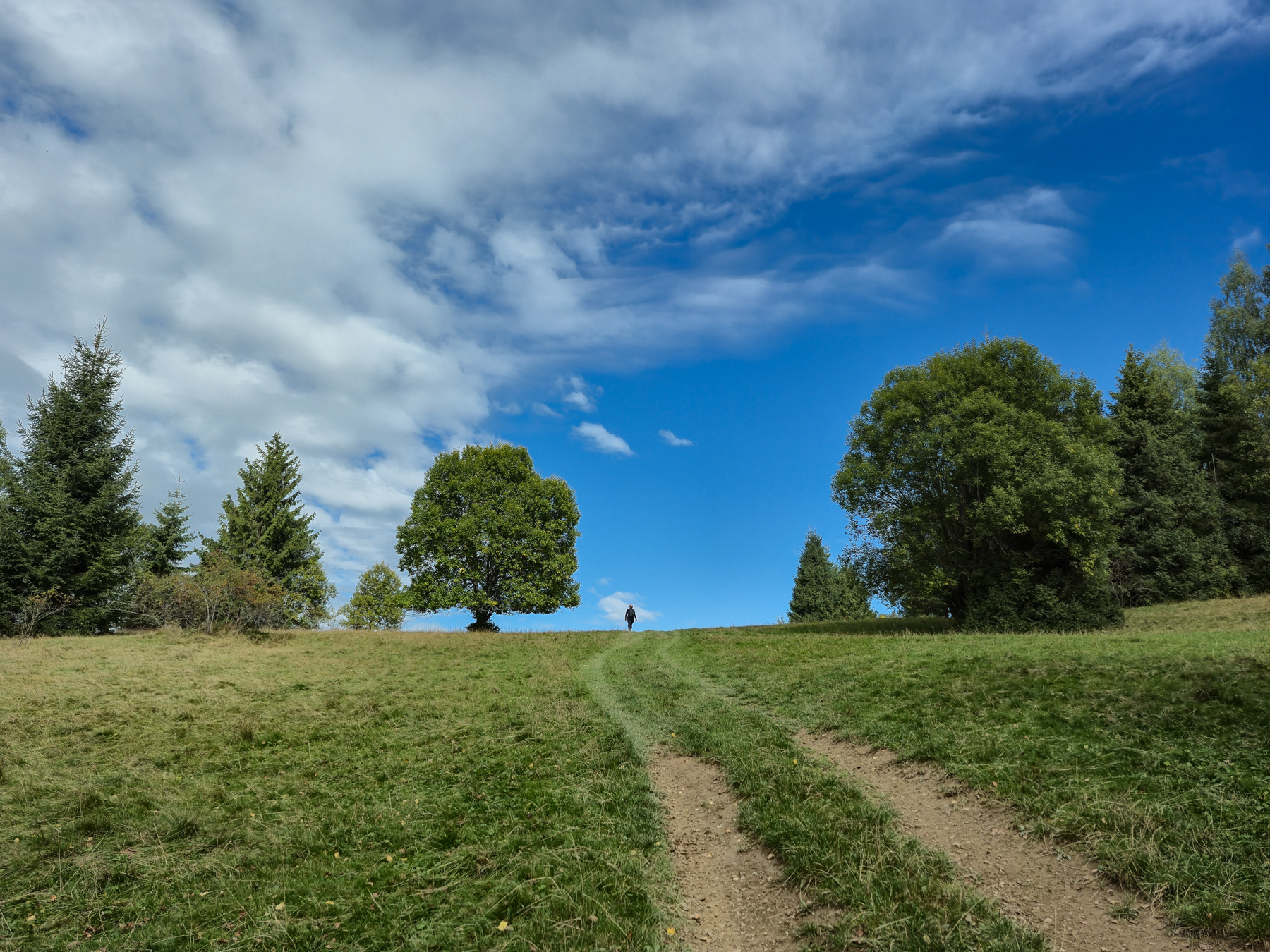 A lone tree greets the hiker.