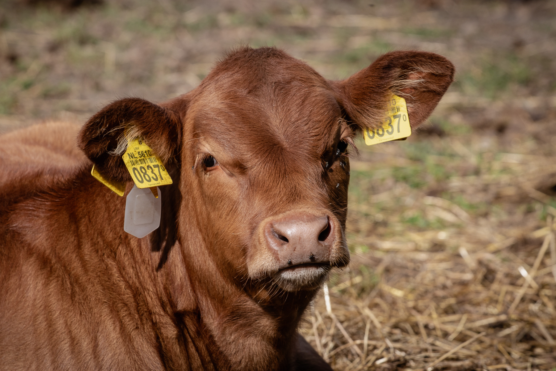 A local red-haired cow in Sint Anna ter Muiden, September 2025.