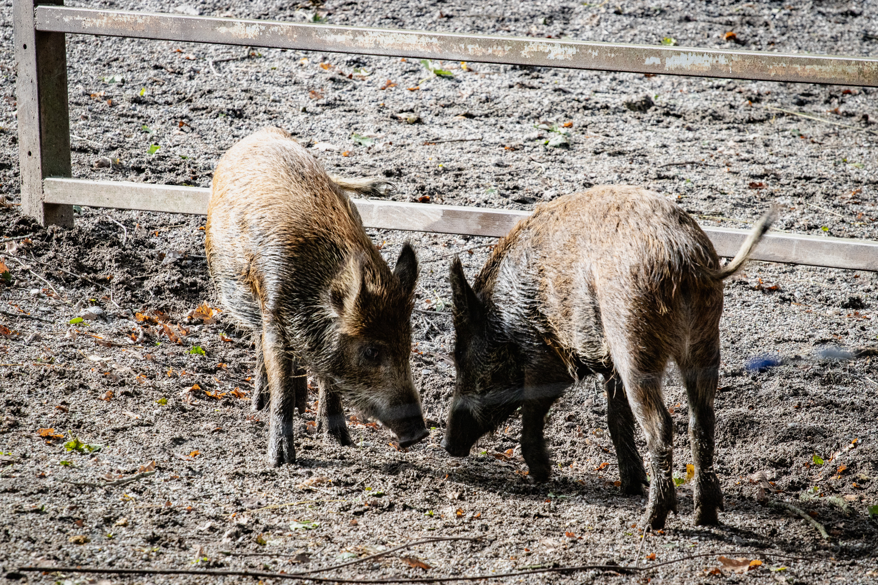 Wild boars.