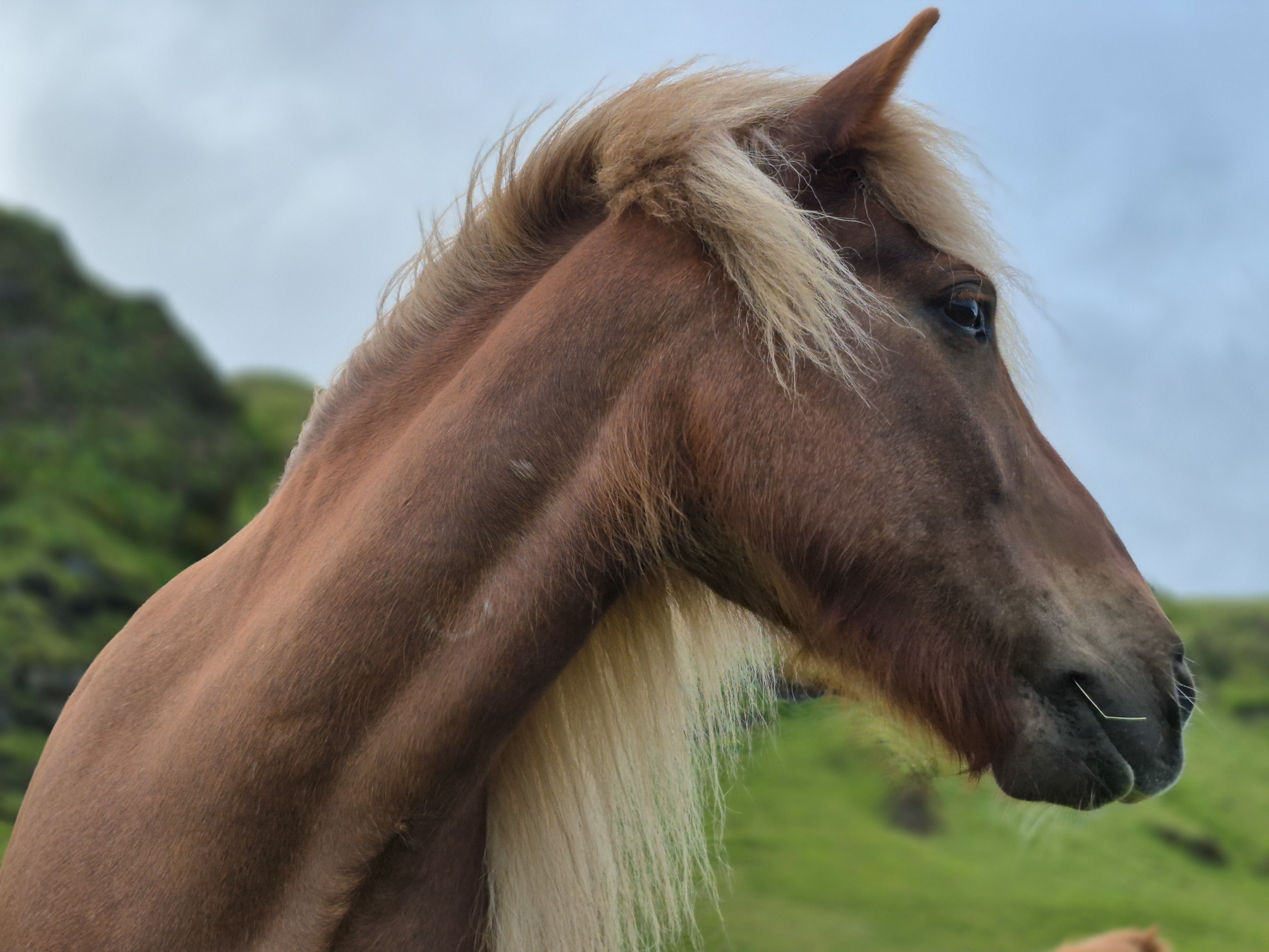 Icelandic horses in Mýrdal