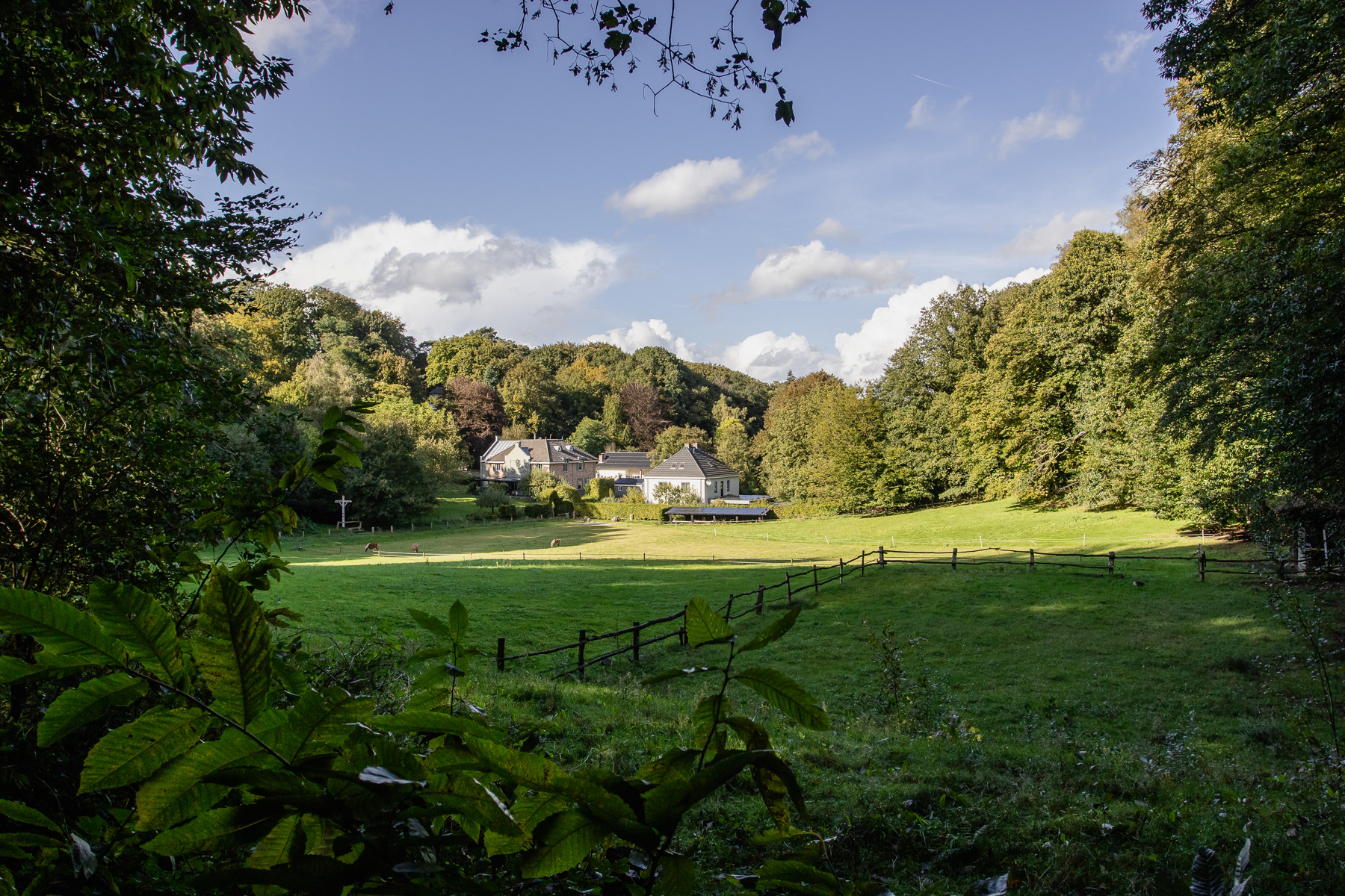 View from the forest towards a few residential buildings down the hill