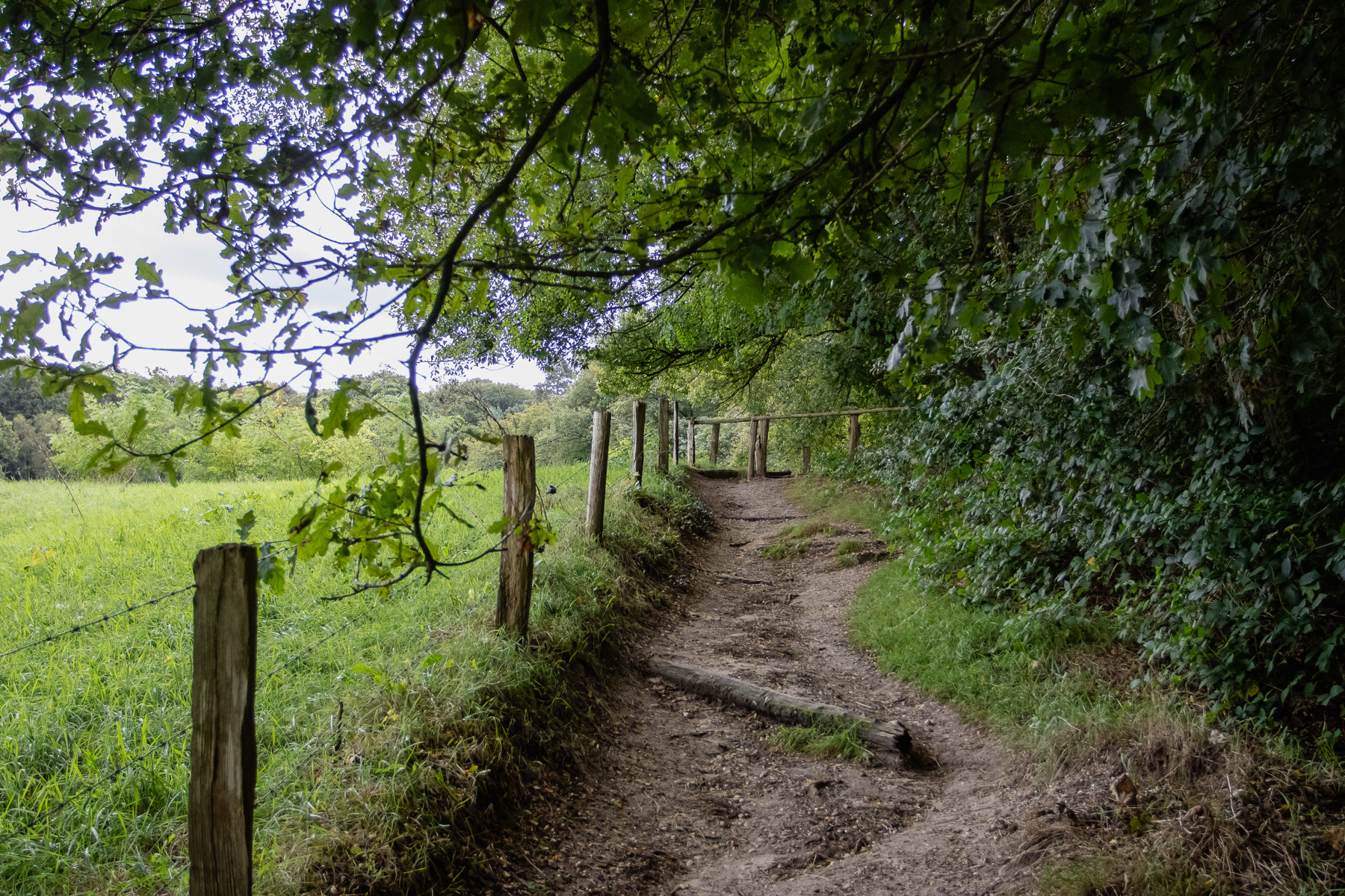 Fields, a simple fence of poles and barbed wire and the forest flank the trail