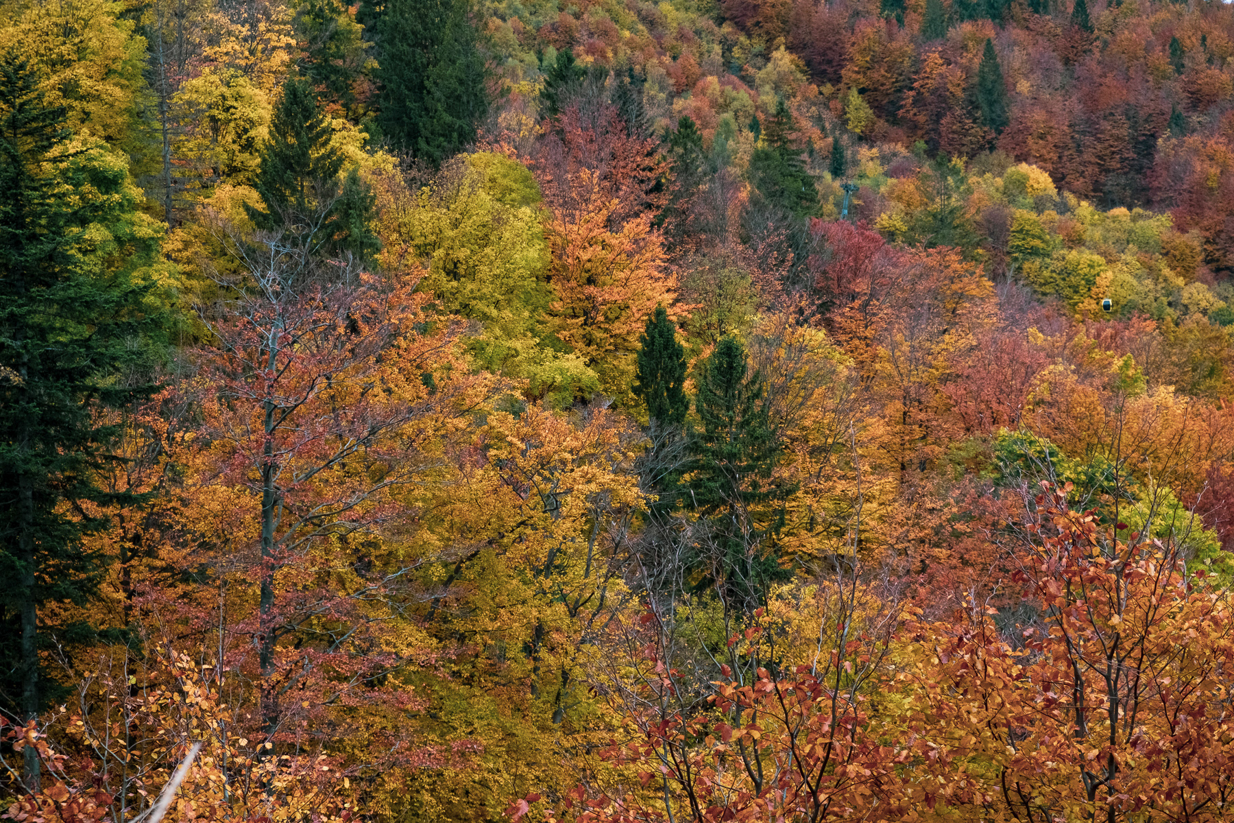 Autumn colours on the hike up to Klimczok, October 2021. Notice the little yellow and black gondola of the cable car line in the top-right of the photo.