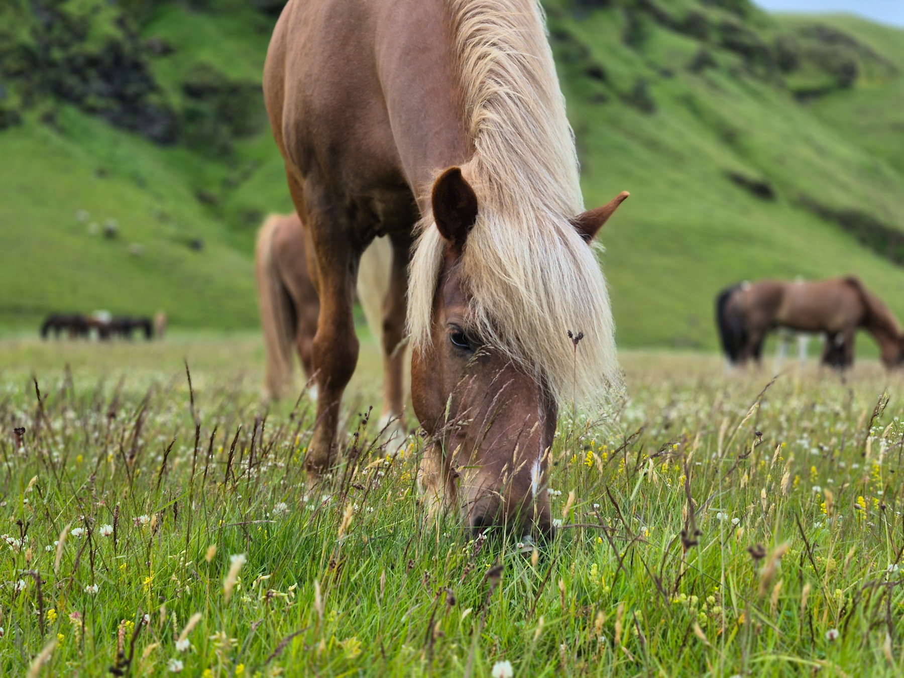 A brown Icelandic horse in Mýrdal, Iceland.