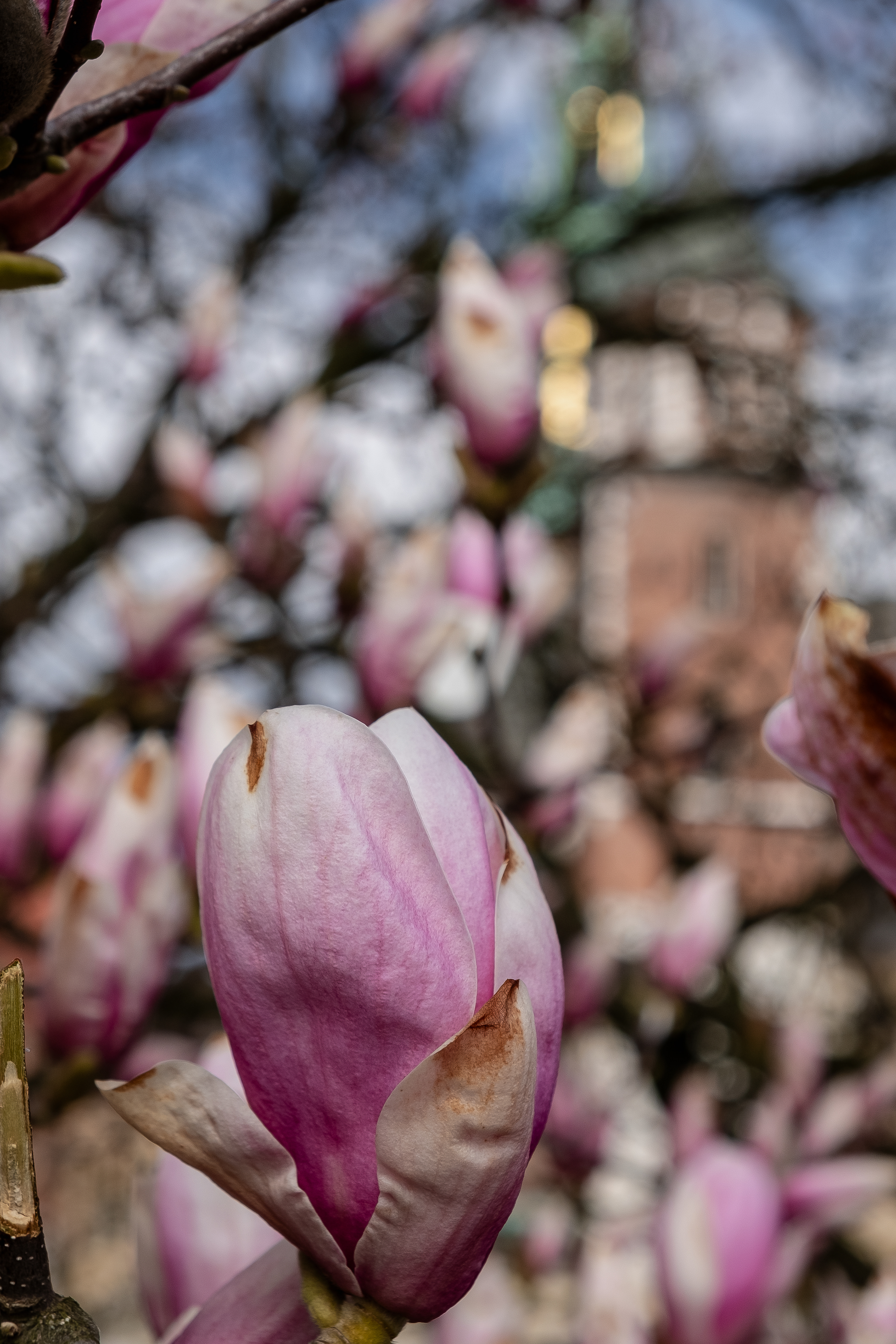 Magnolia flourishing in March 2025.