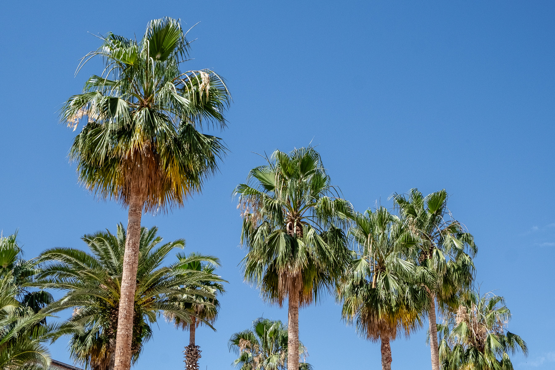 Palm trees against a blue sky.