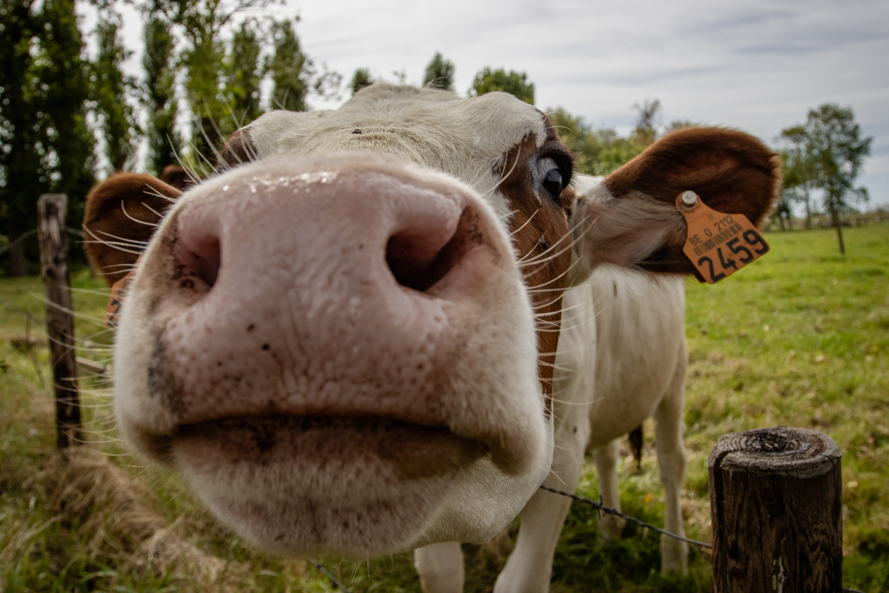 Close encounter with a couple of friendly cows in the adjacent field.