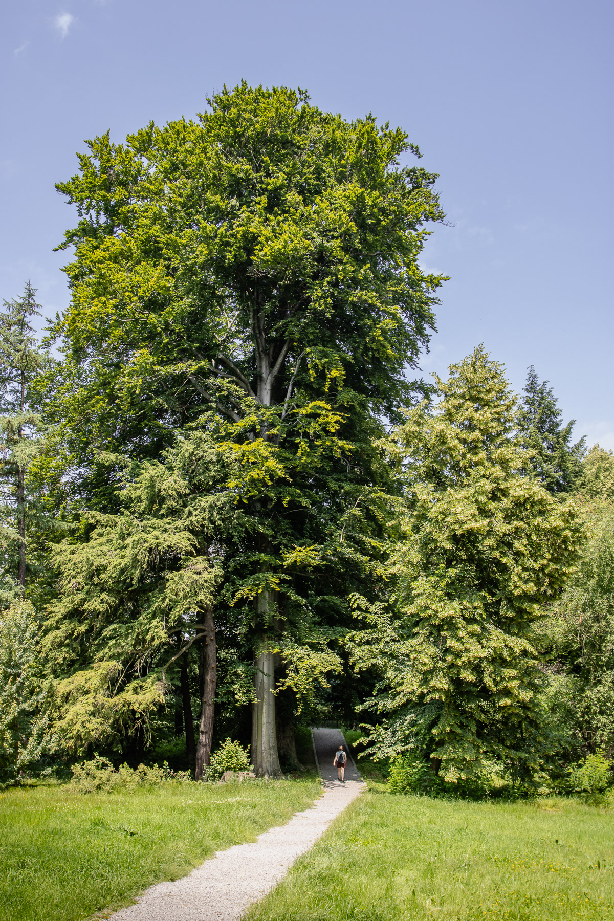 Notice the lady next to the giant tree.