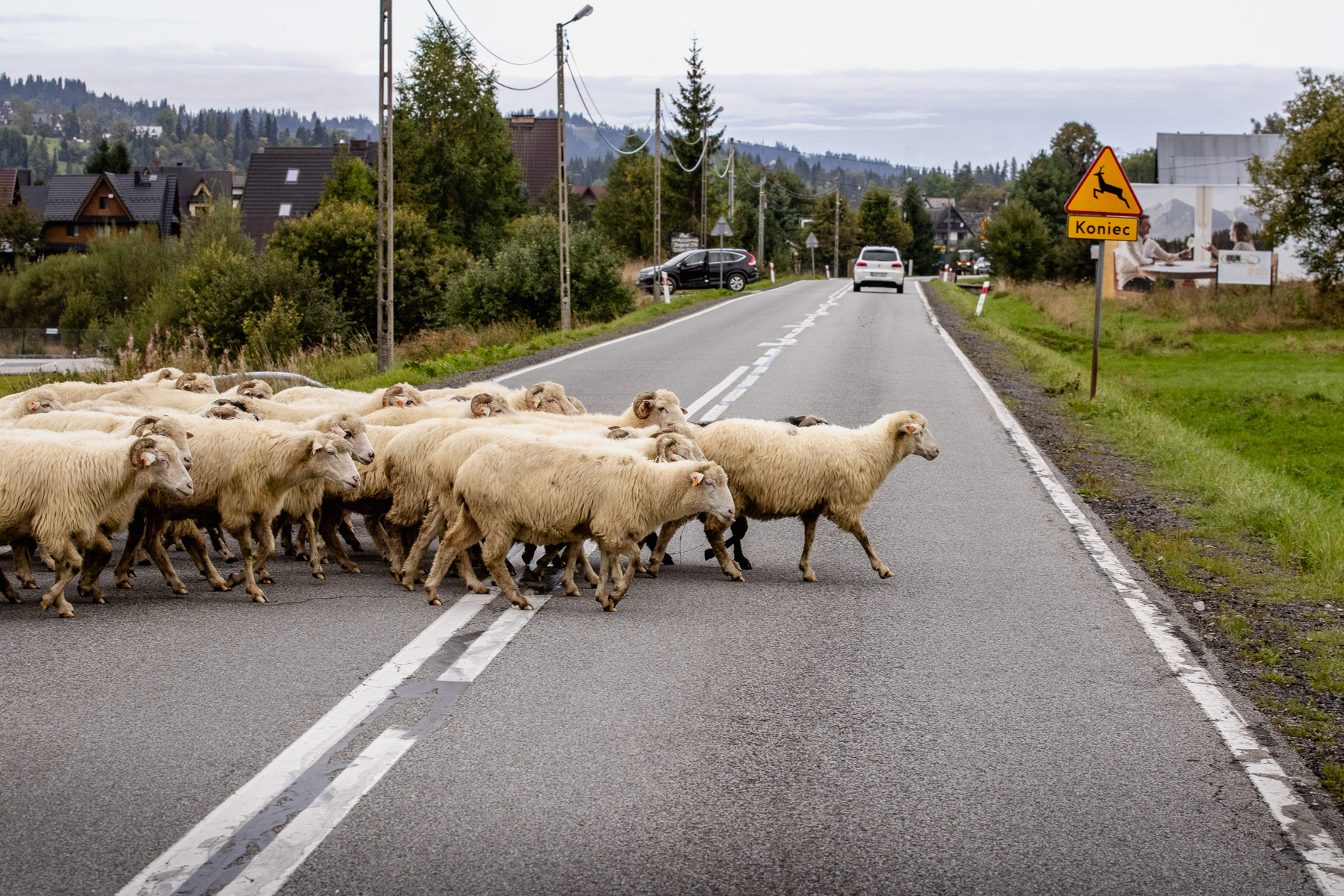 Sheep crossing road 49 in Jurgów, September 2025.