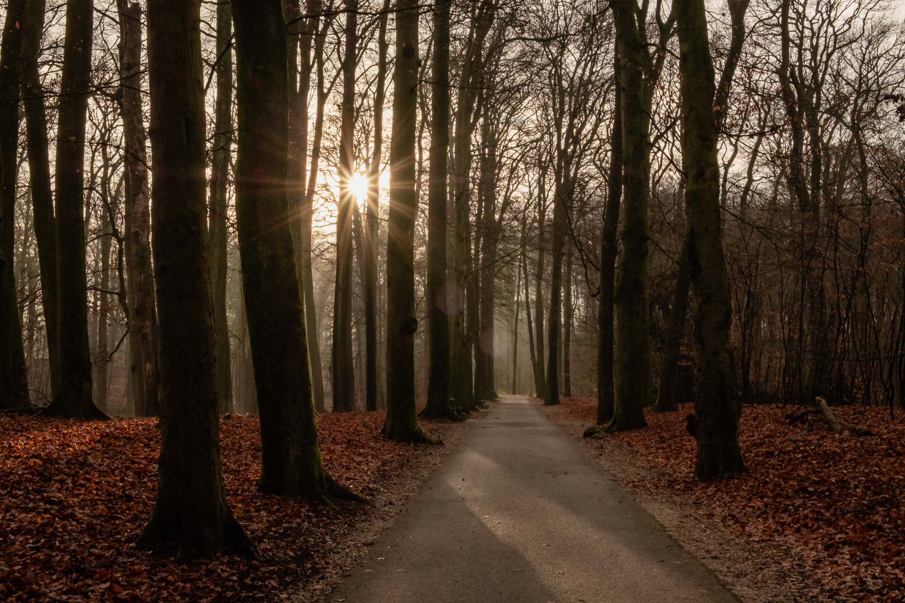 Autumn isn't over yet. Sonsbeek Park, Arnhem, December 2025.