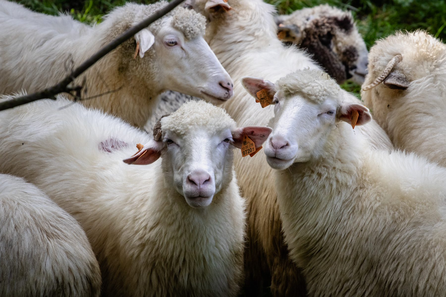 Portrait of three sheep, Jurgów, September 2025.