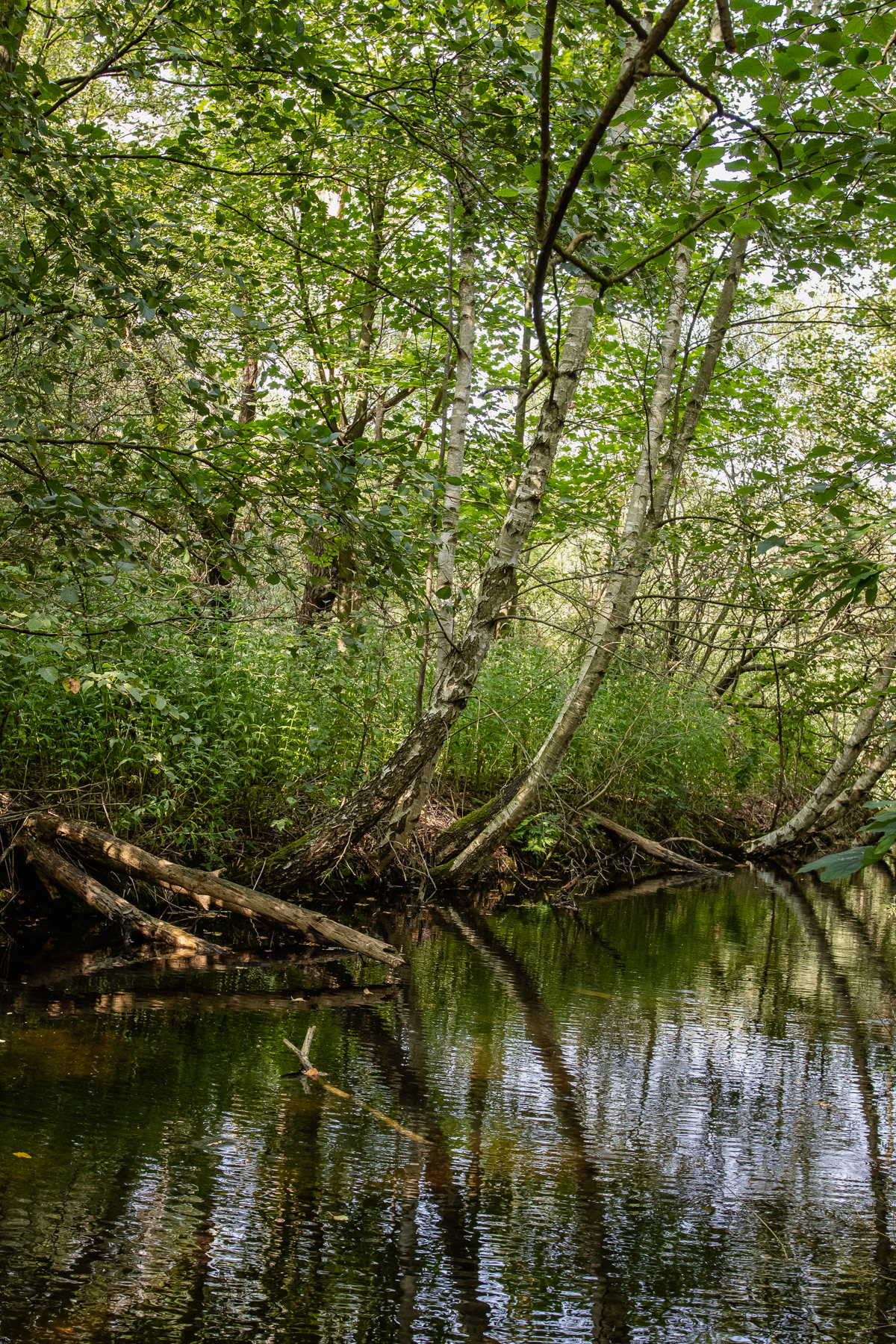 A small water mass flanked with bended trees