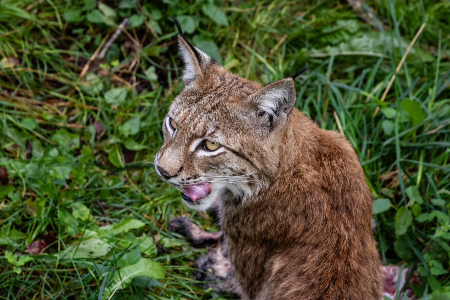 The older lynx enjoying a meal.