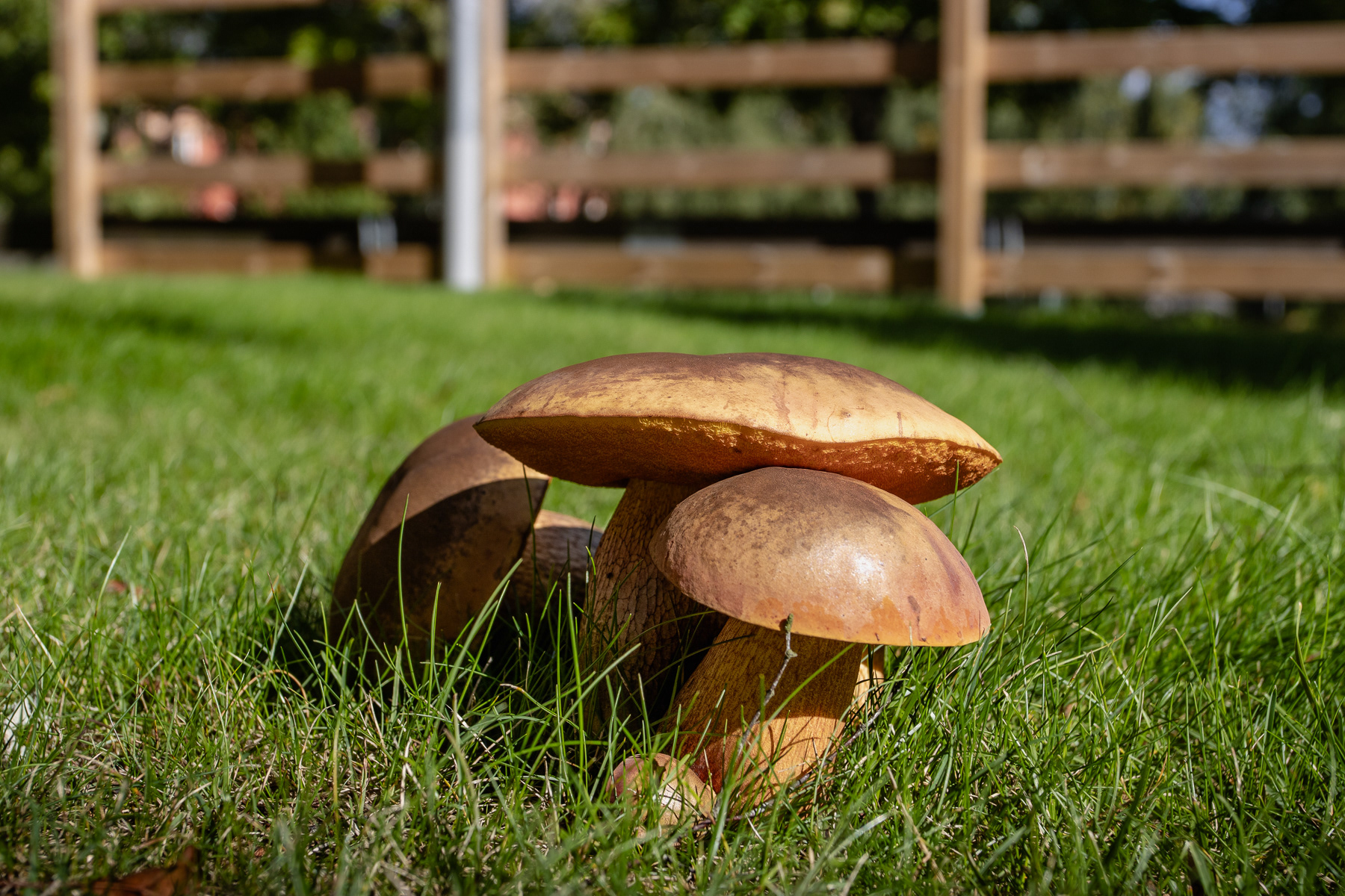 In September, plenty of mushrooms can be found anywhere.