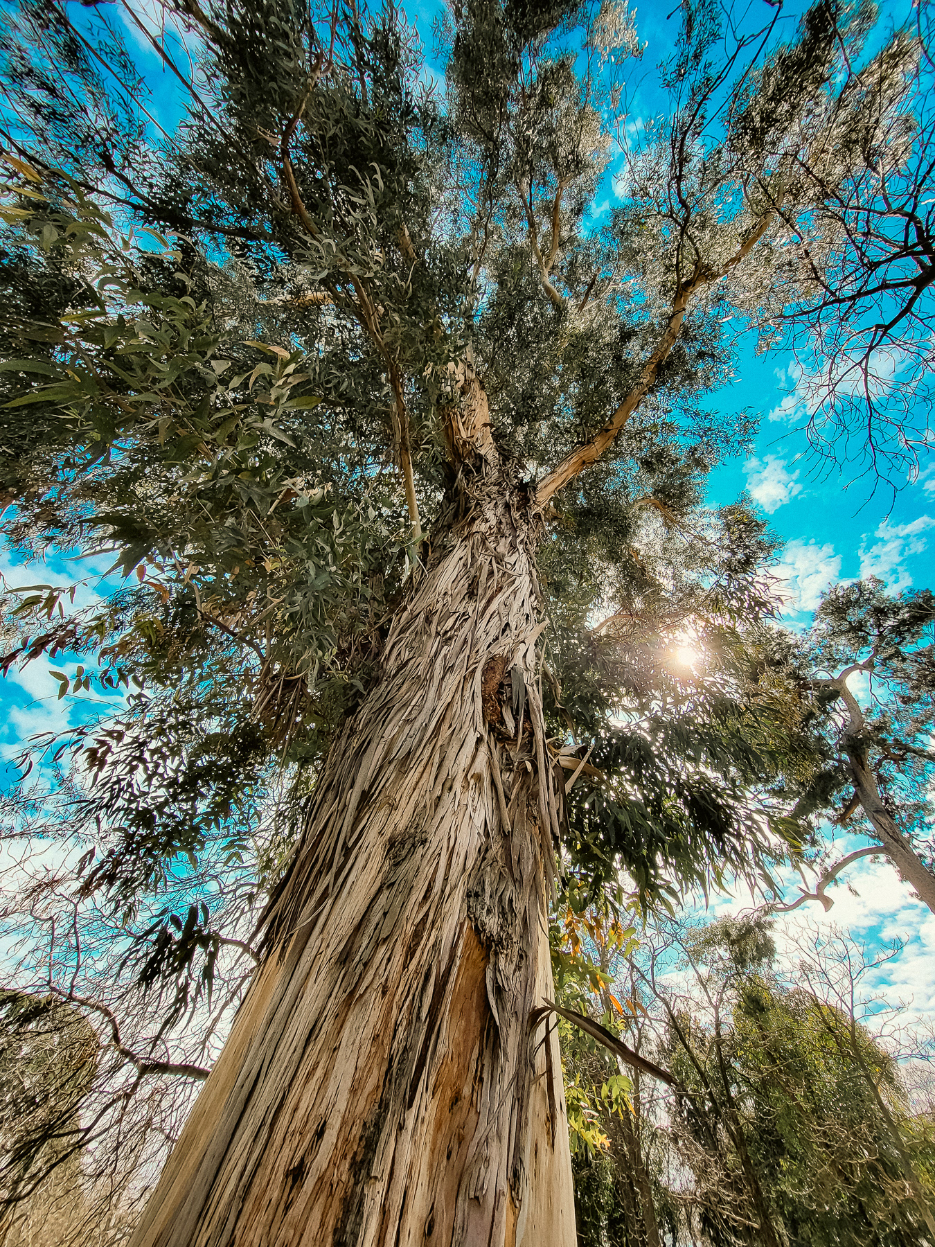 One of the old - and battered - trees in El Retiro