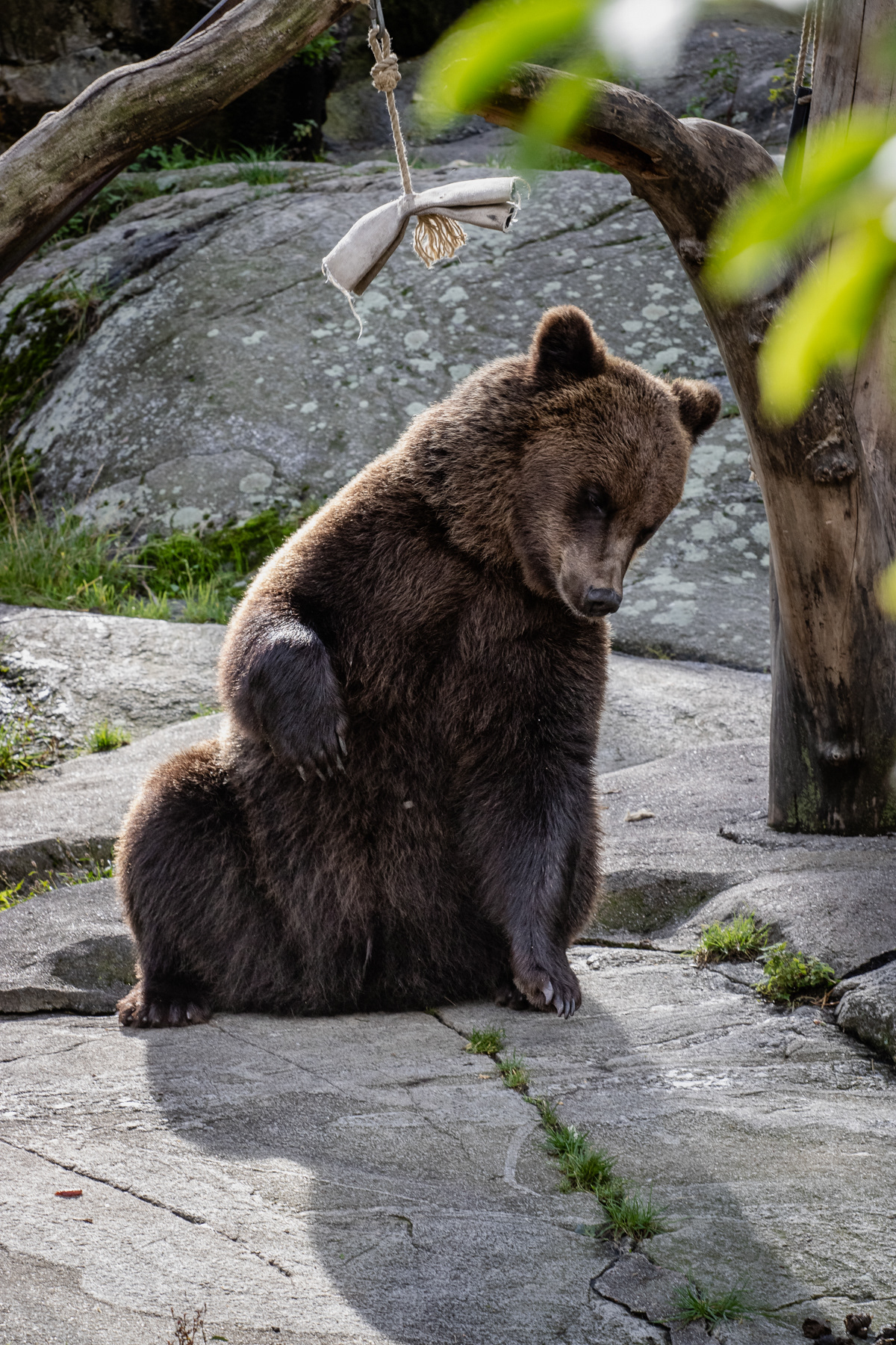 A brown bear.