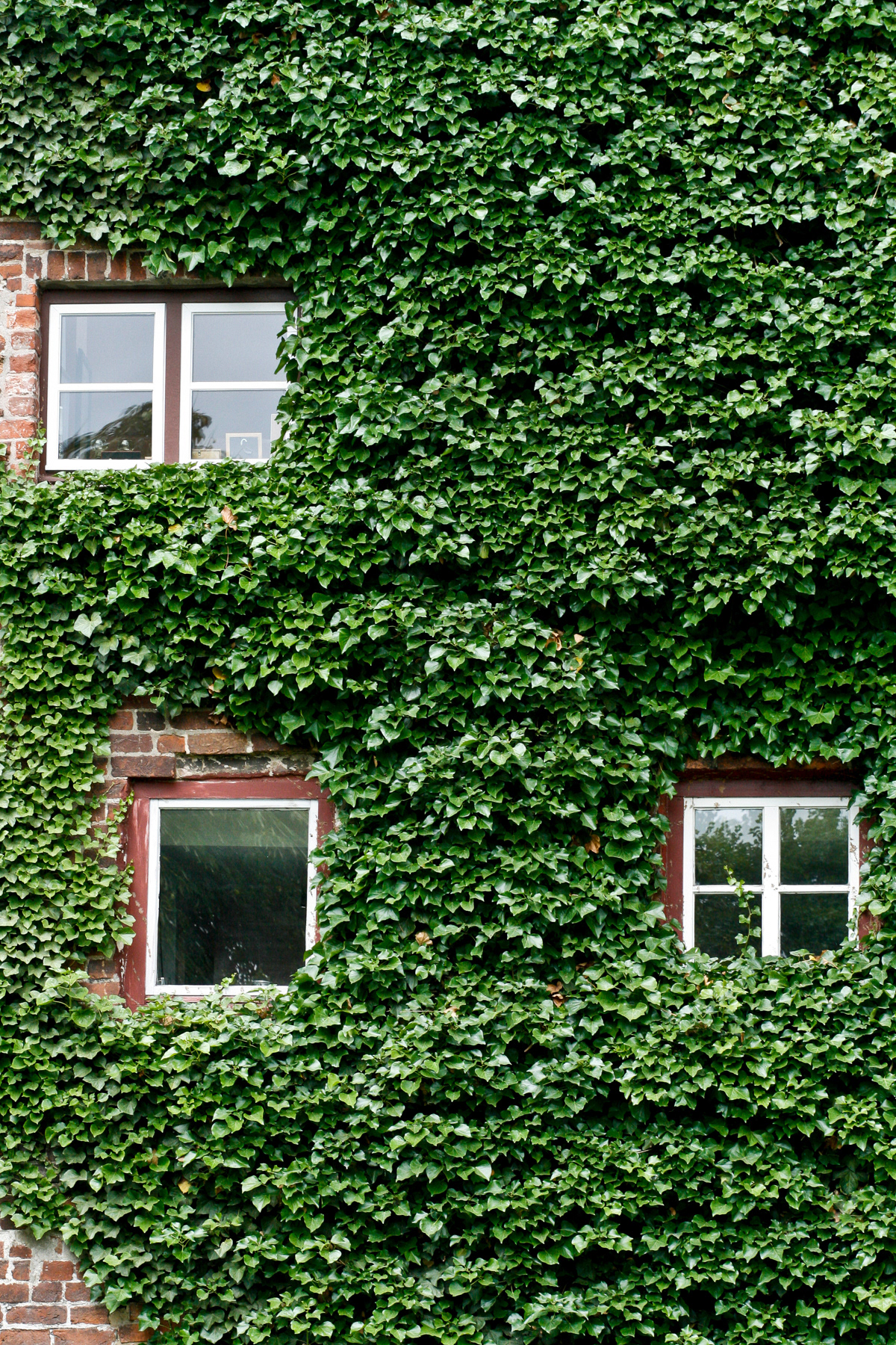 Ivy growing against a wall.