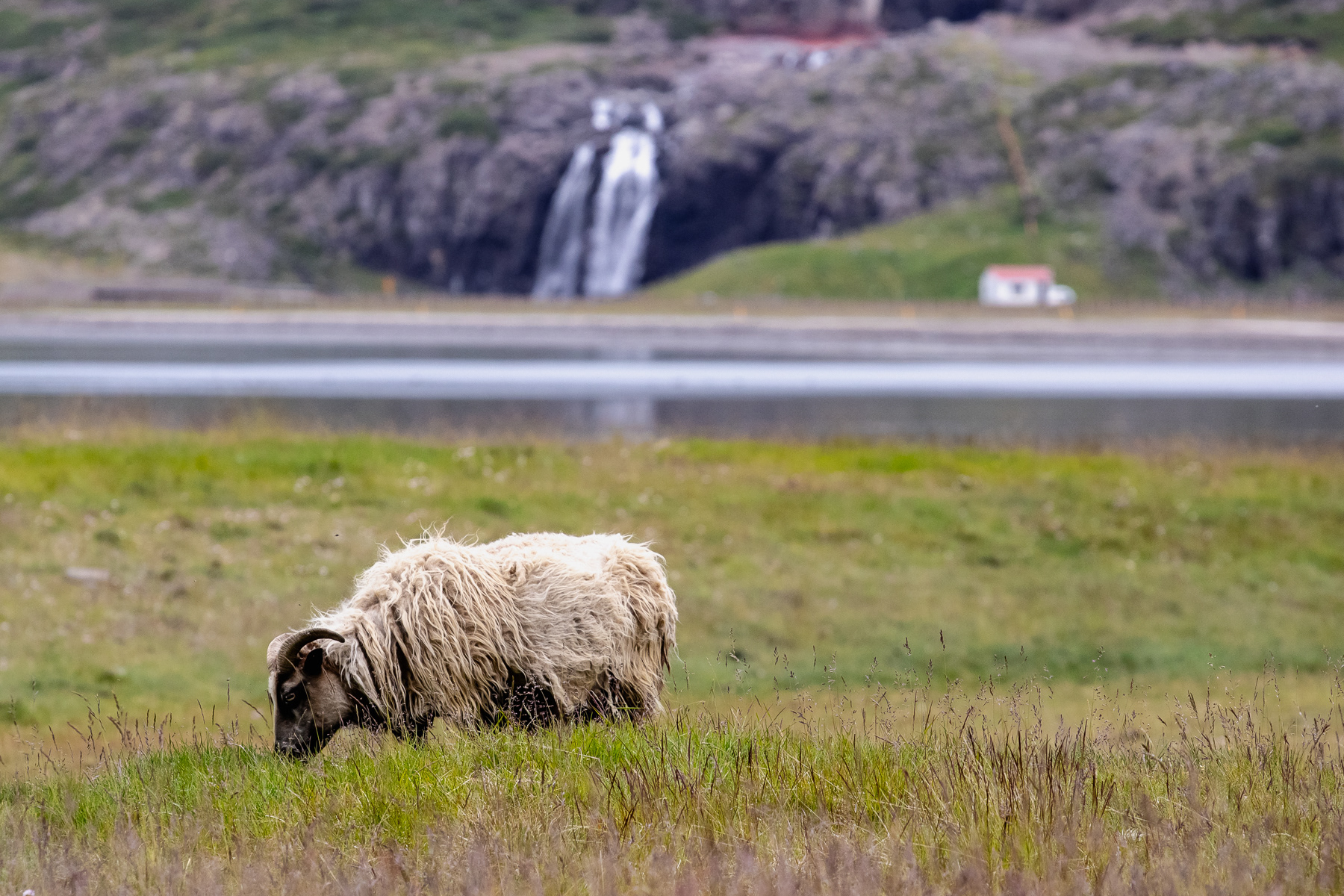 Sheep roam free everywhere on Iceland, including on the banks of the Patreksfjörður fjord.
