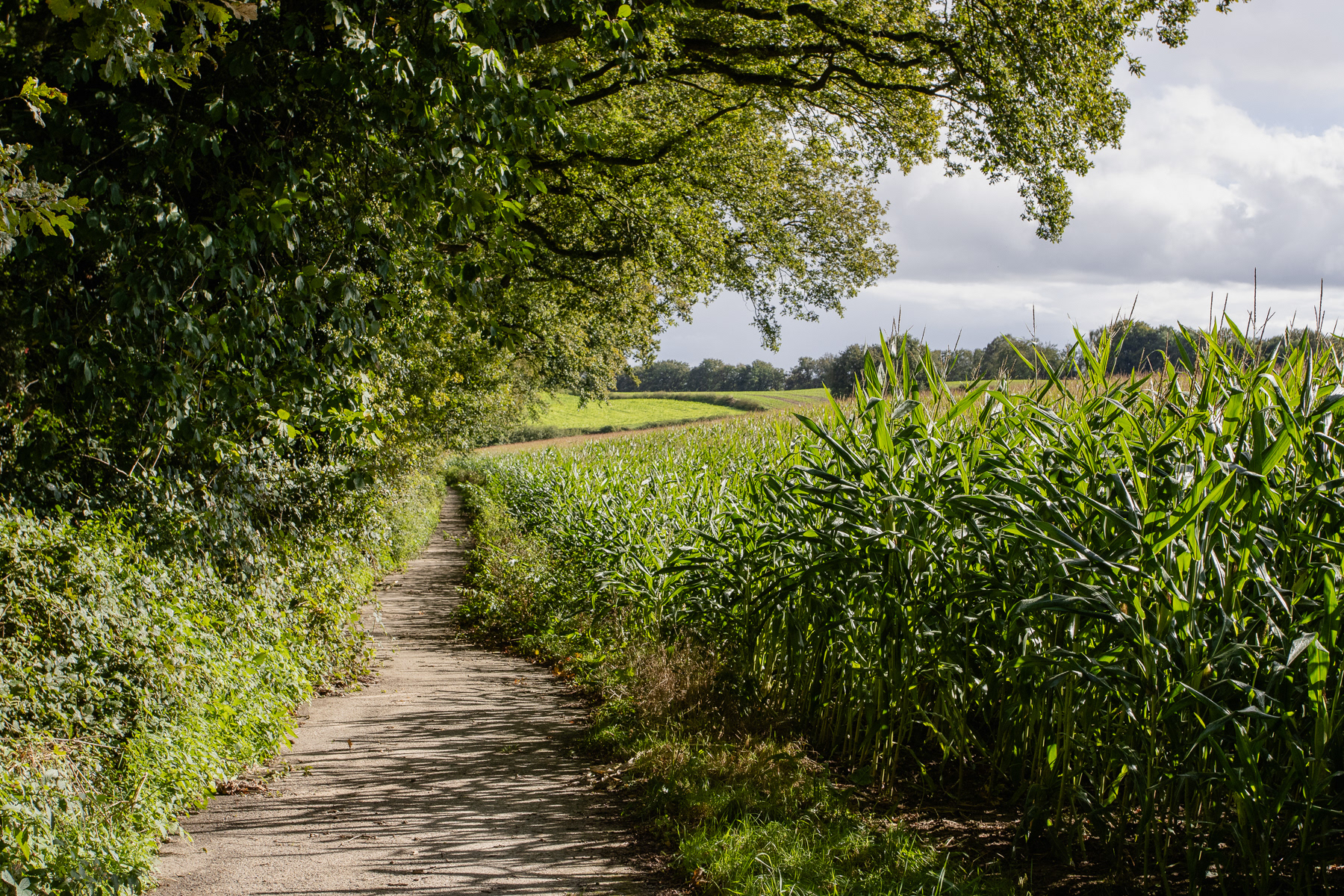The trail on the edge of the forest passes fields with crops