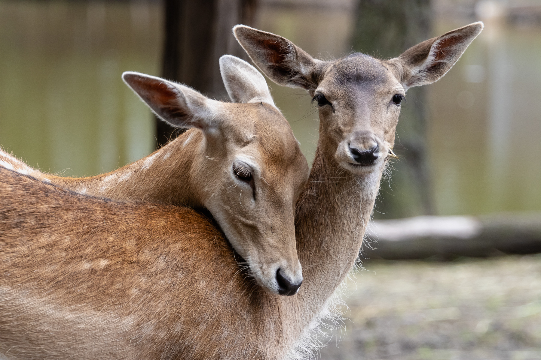 Roe deer in the reserve.