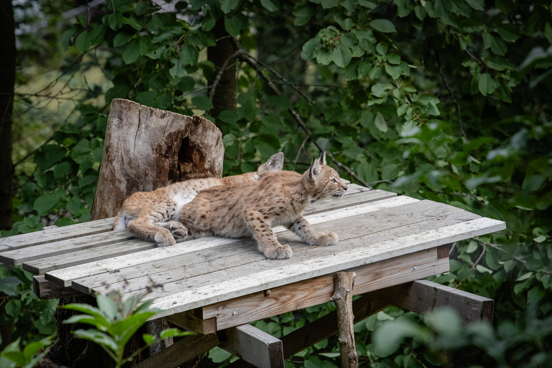 Two young lynxes