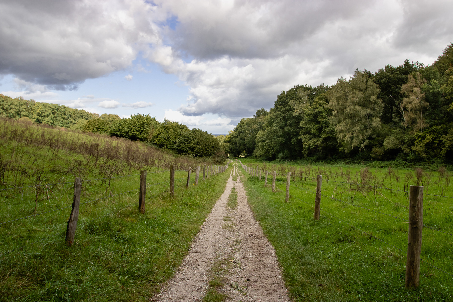 A path leading through semi-fenced fields, flanked by forest