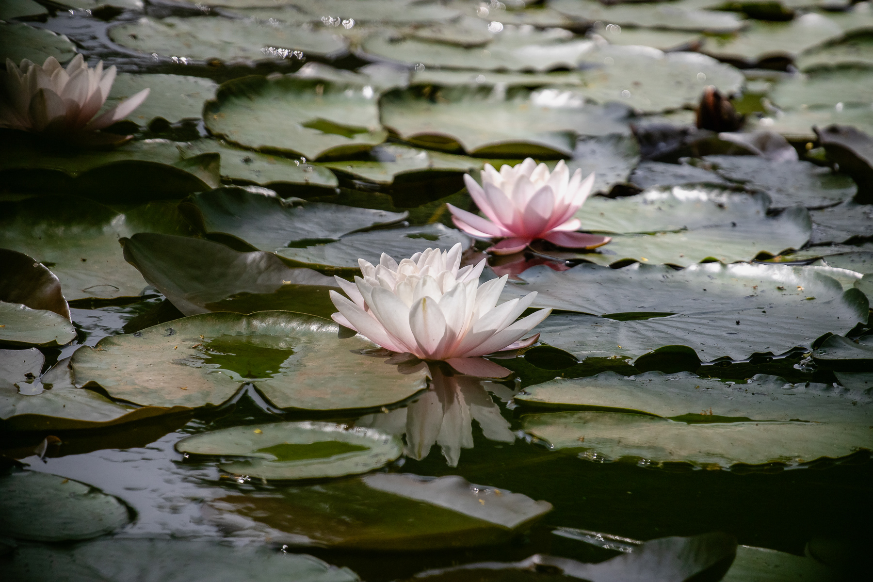 Lotus flowers in Park Zamkowy