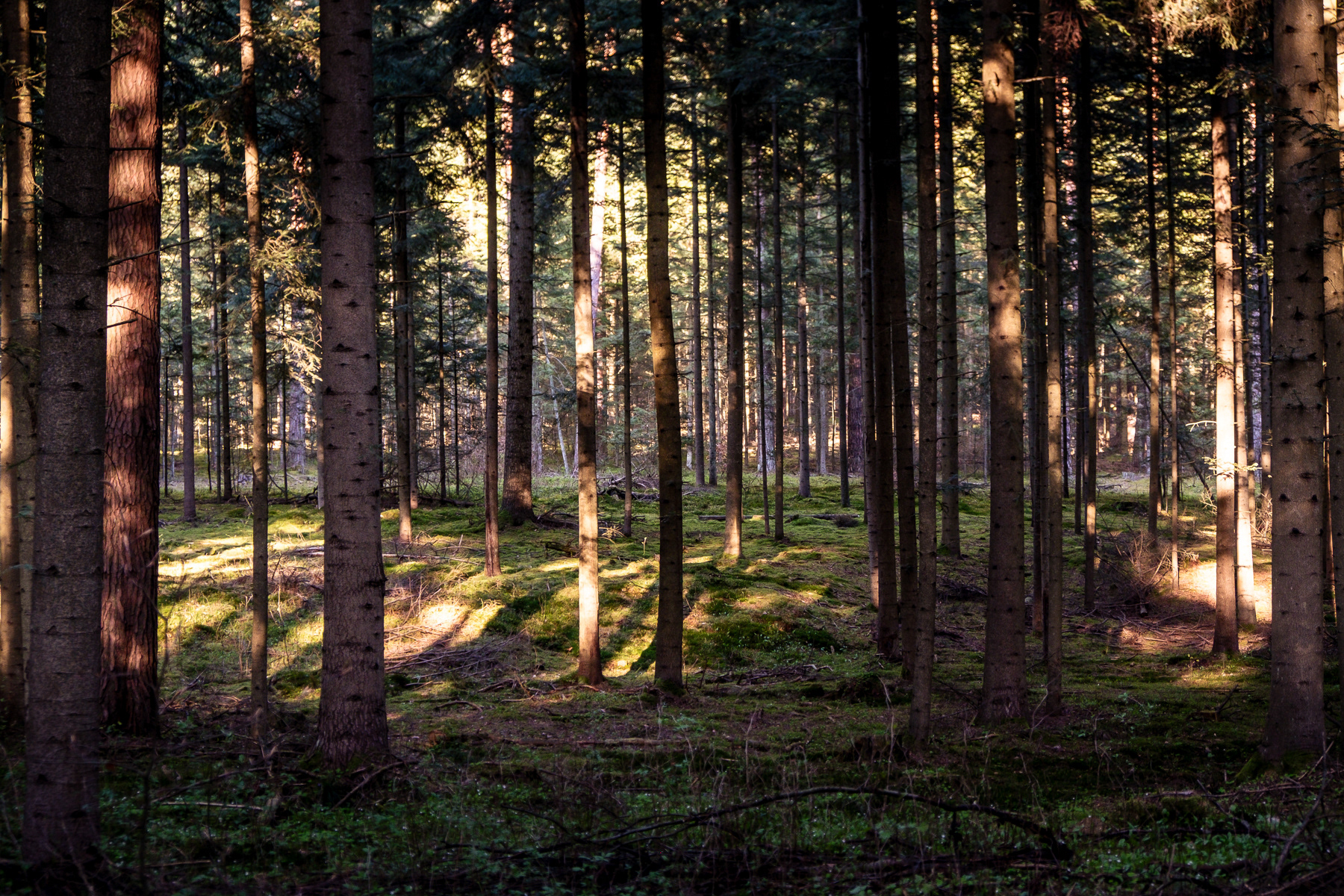 Roztocze National Park near Zwyrzieniec, April 2025.