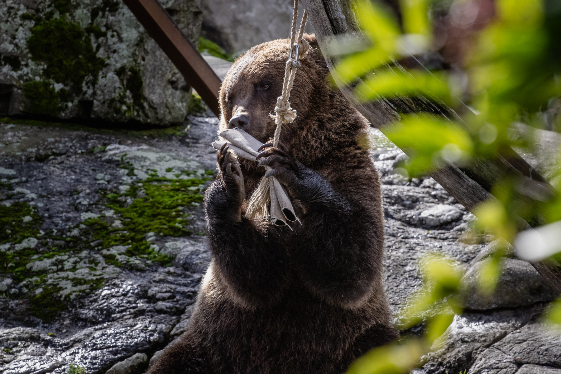 A brown bear snacking on some partly hidden goodies.