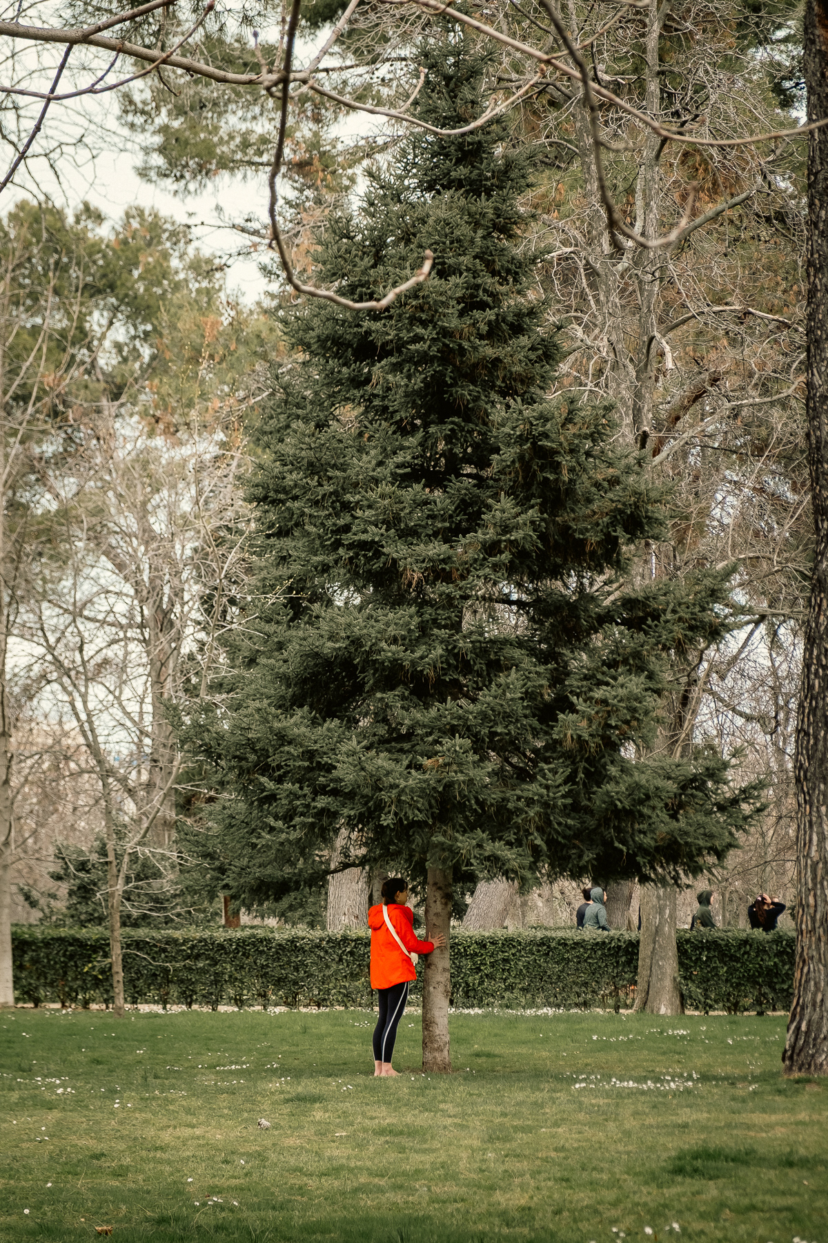 Refinding balance in a tree-rich environment.