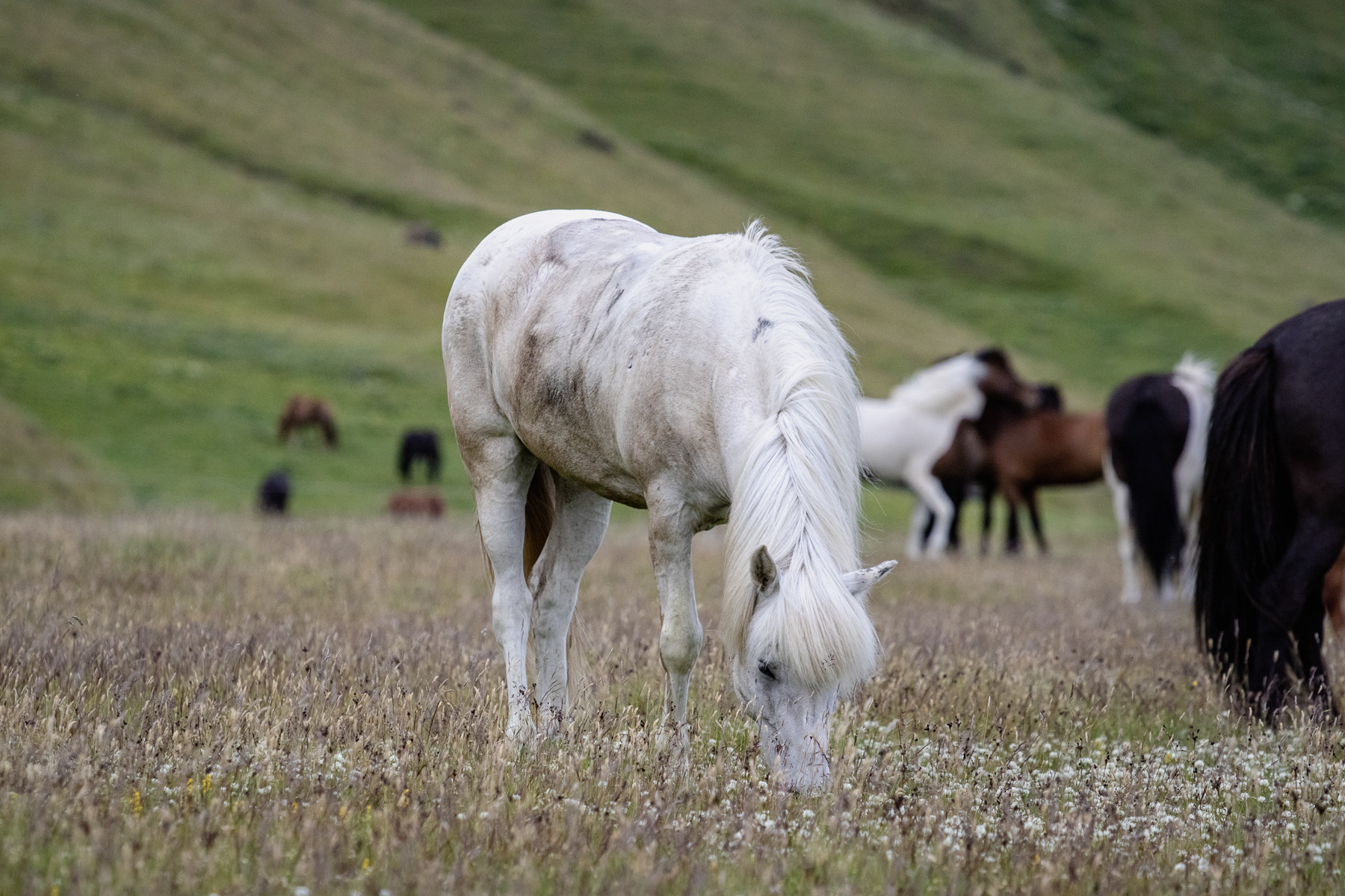 A white Icelandic horse in Mýrdal, Iceland