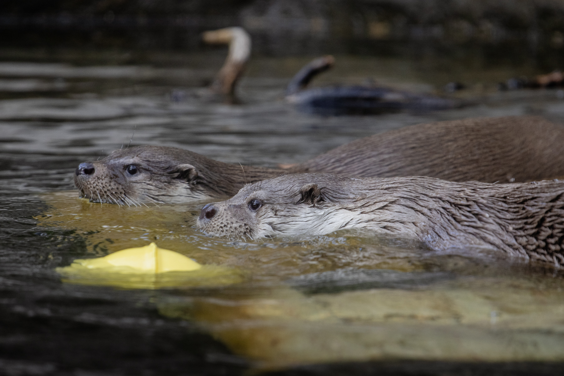 Two otters.