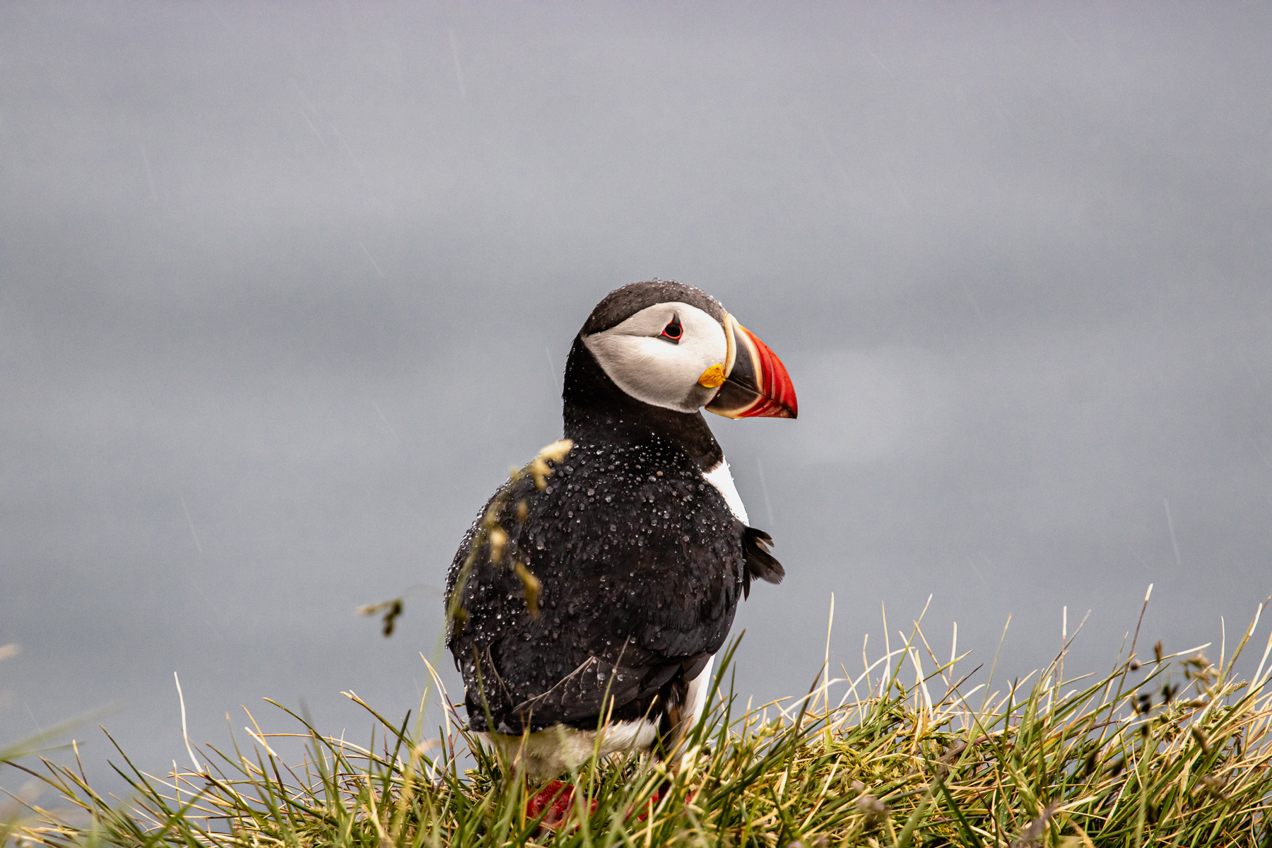 A puffin covered in rain drops, Látrabjarg, Iceland, July 2025.