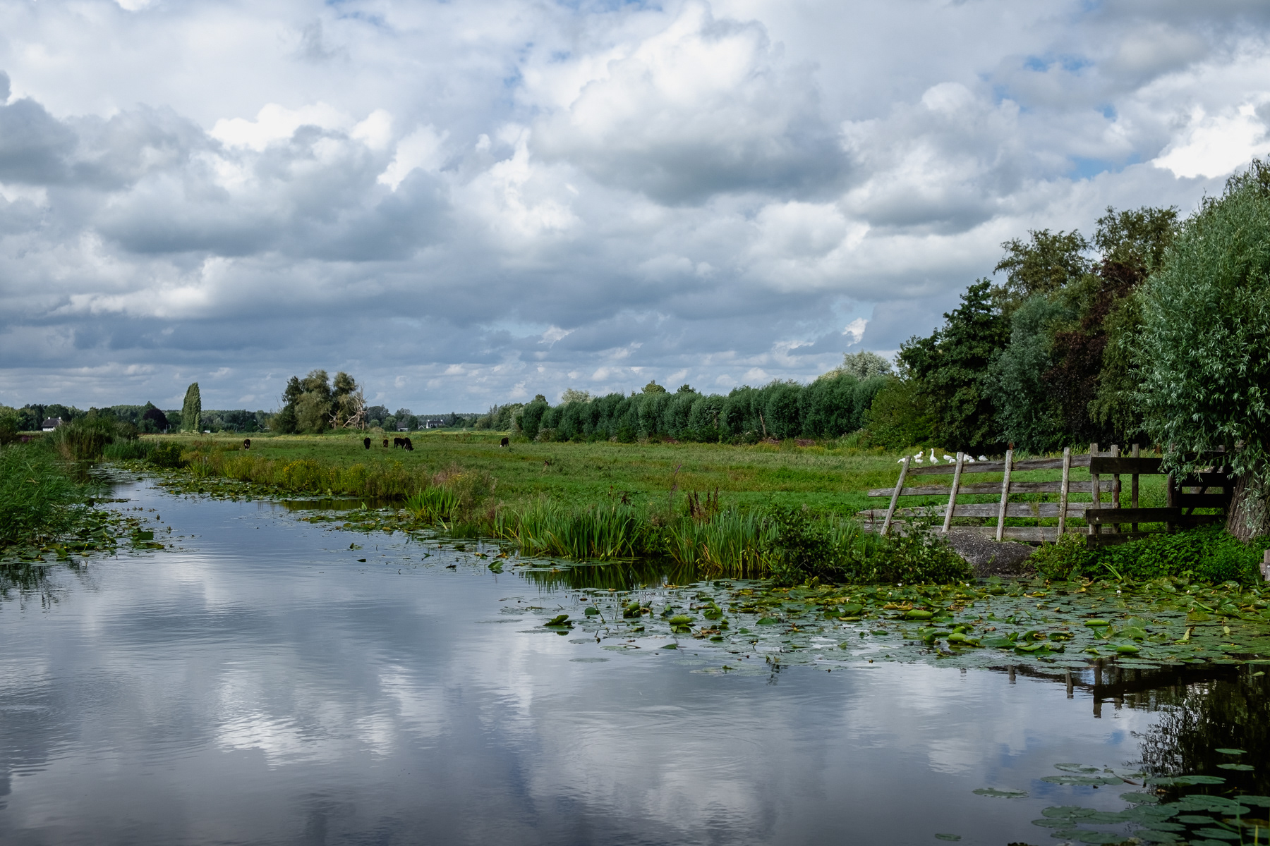 View at one of the lakes of the Reeuwijkse Plassen, August 2023.